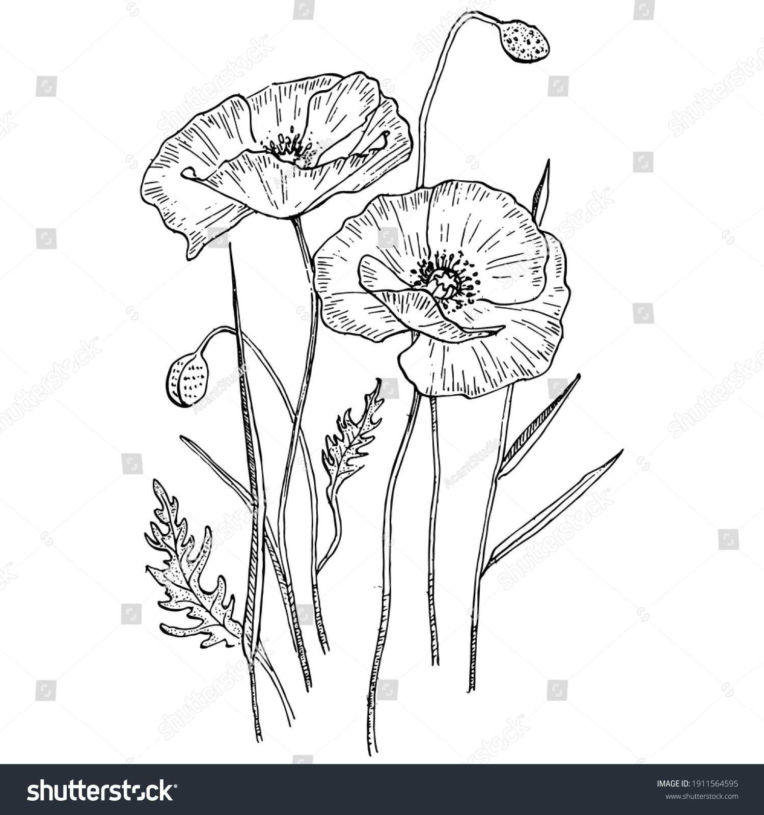 Poppies Floral Botanical Flower Isolated Illustration Stock Vector ...