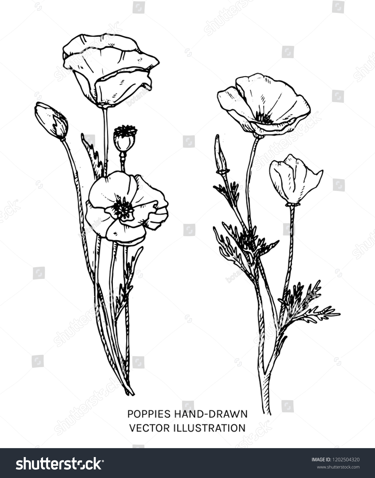ケシの手描きのイラスト オリエンタルポピーとカリフォルニアポピーの白黒のベクター画像花柄 のベクター画像素材 ロイヤリティフリー