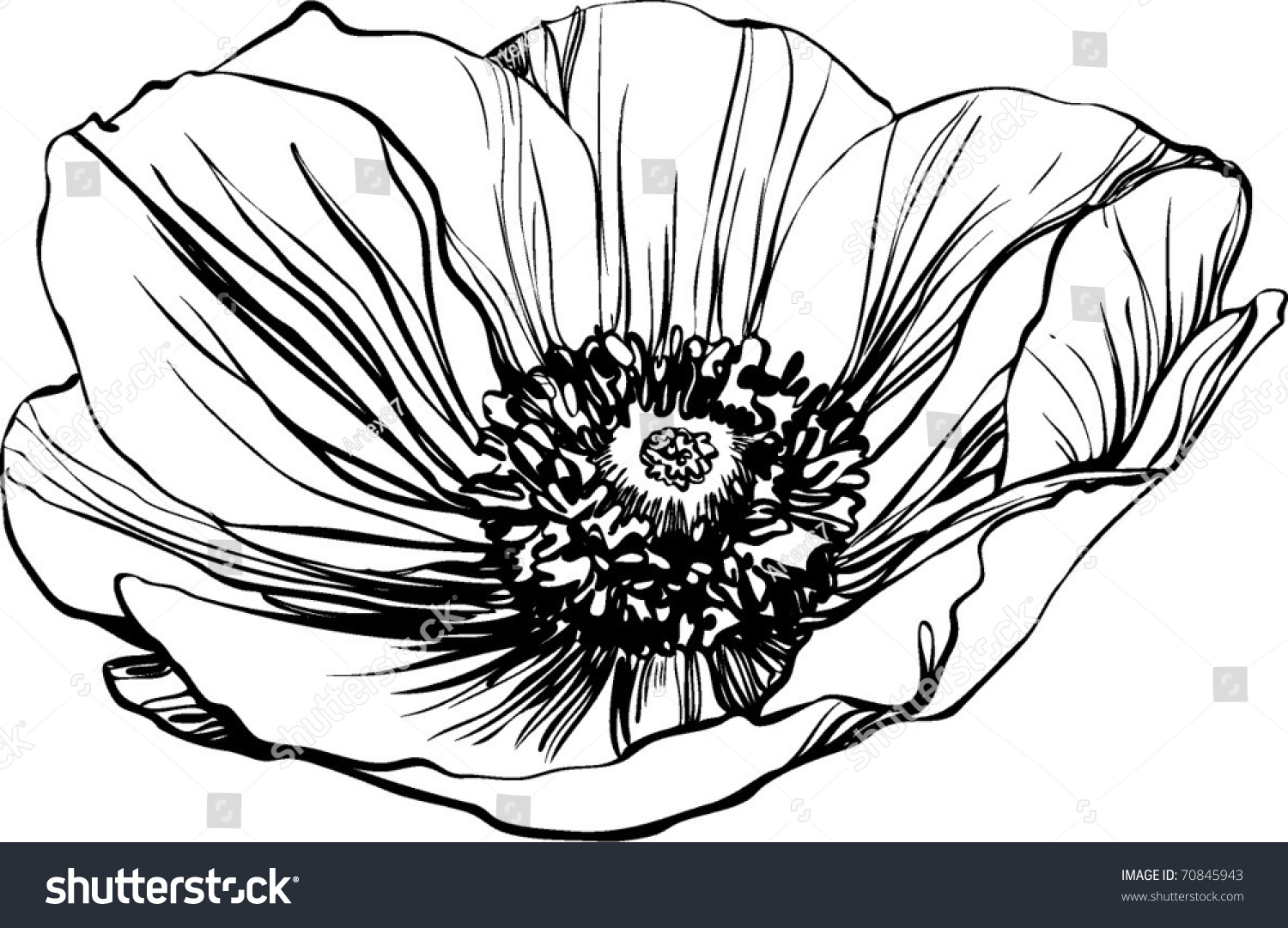 Poppy Flower Stock Vector 70845943 - Shutterstock