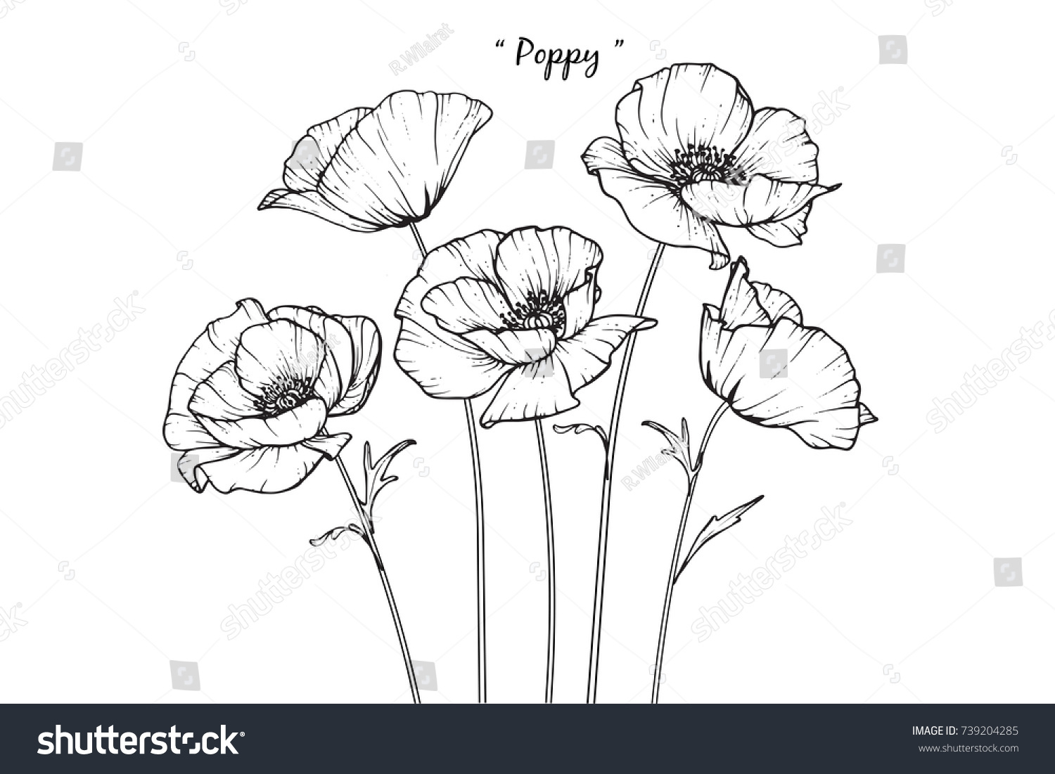 poppy flowers drawing lineart on white stock vector royalty free