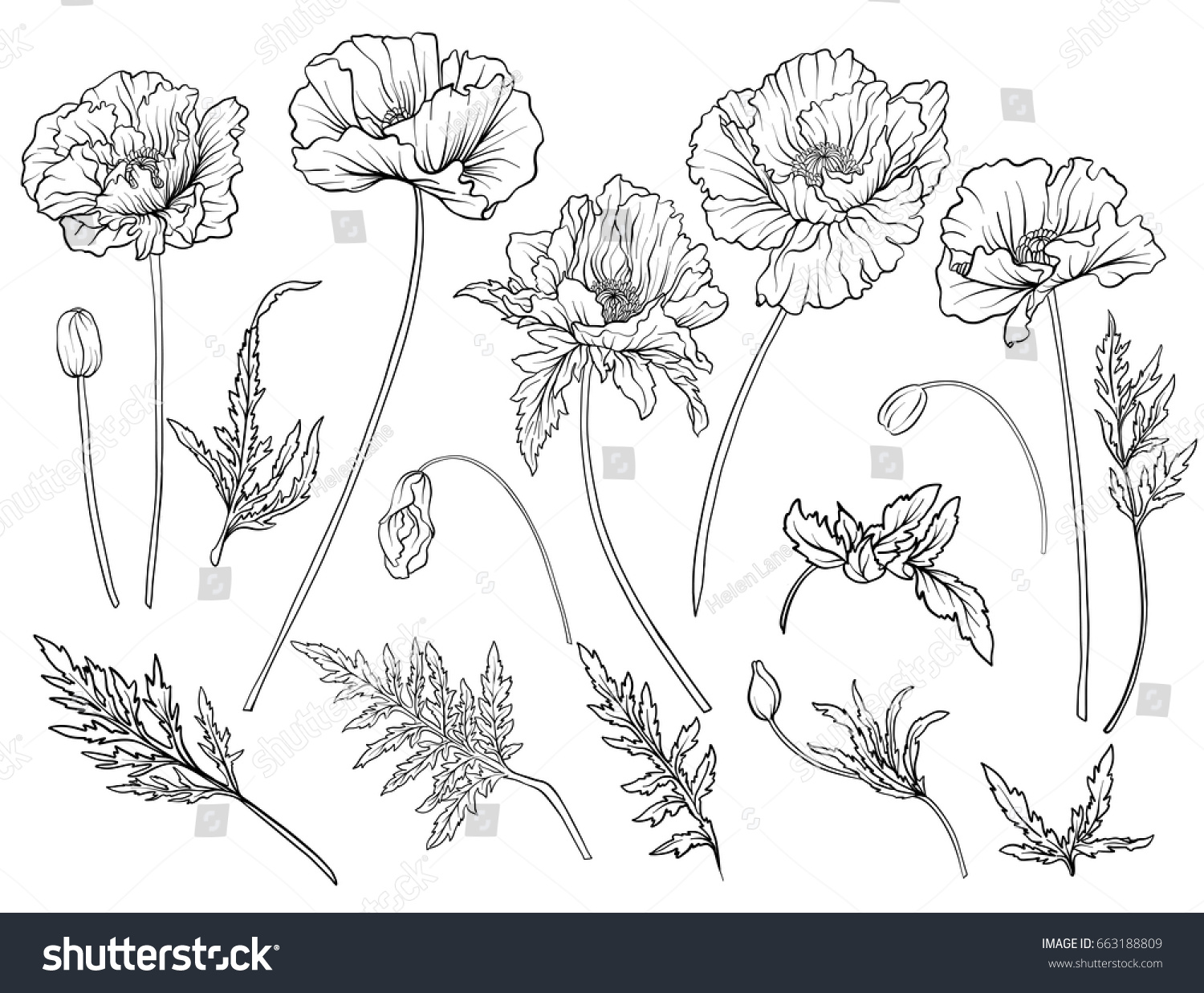 Download Poppy Flowers Set Outline Flowers Stock Vector 663188809 - Shutterstock