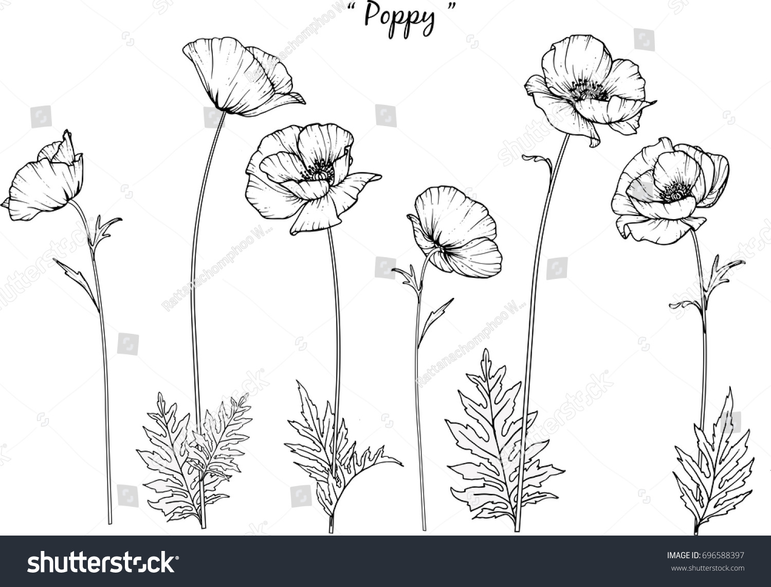 28,688 Poppy sketch Images, Stock Photos & Vectors | Shutterstock