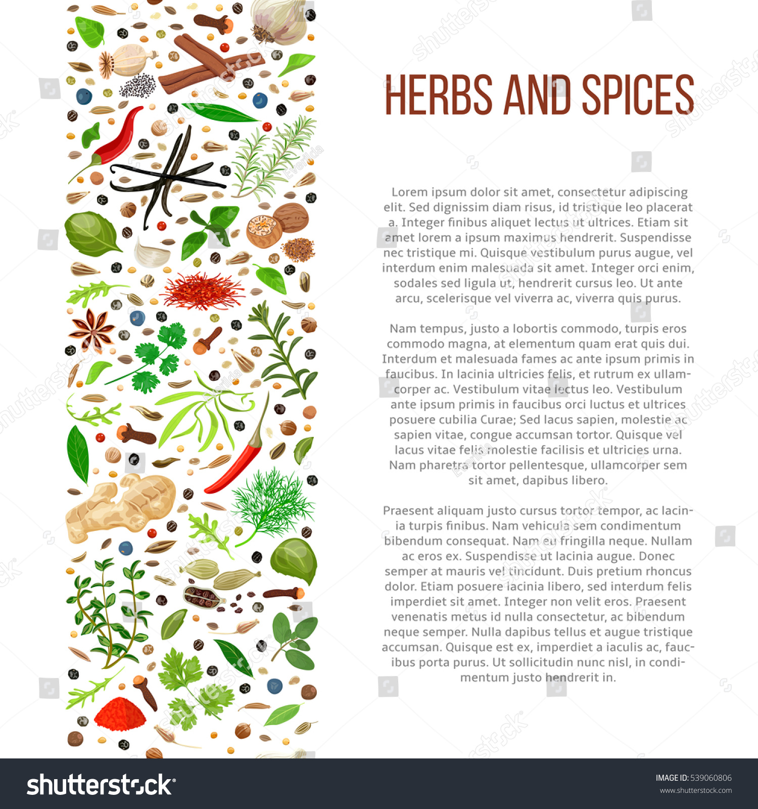 stock vector popular culinary herbs and spices set in column with description benefits of cooking spices in 539060806