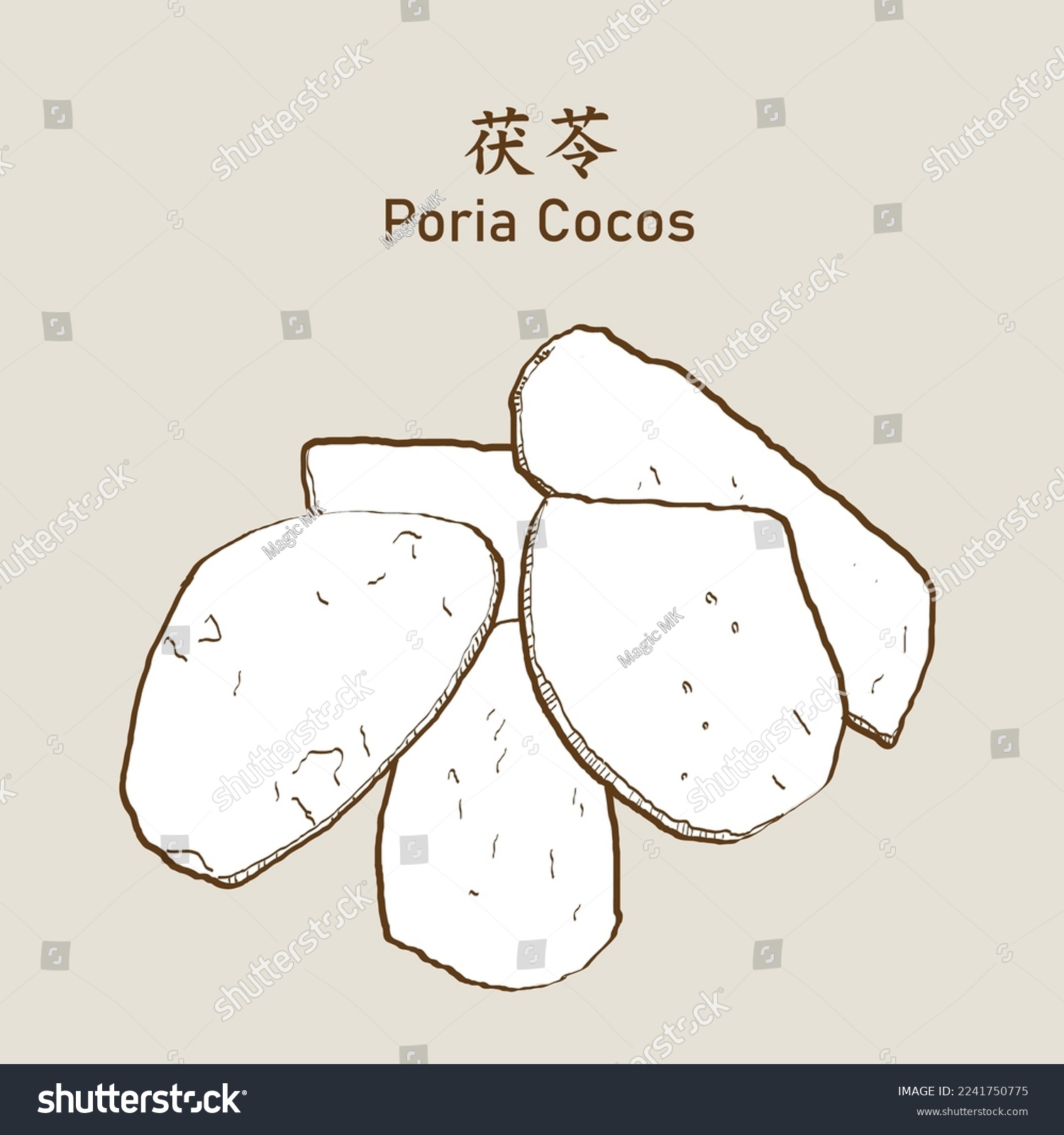 SVG of Poria cocos, Wolfiporia extensa Peck Ginns or Poria cocos F. A. Wolf. 茯苓. Vector Illustration EPS 10. svg