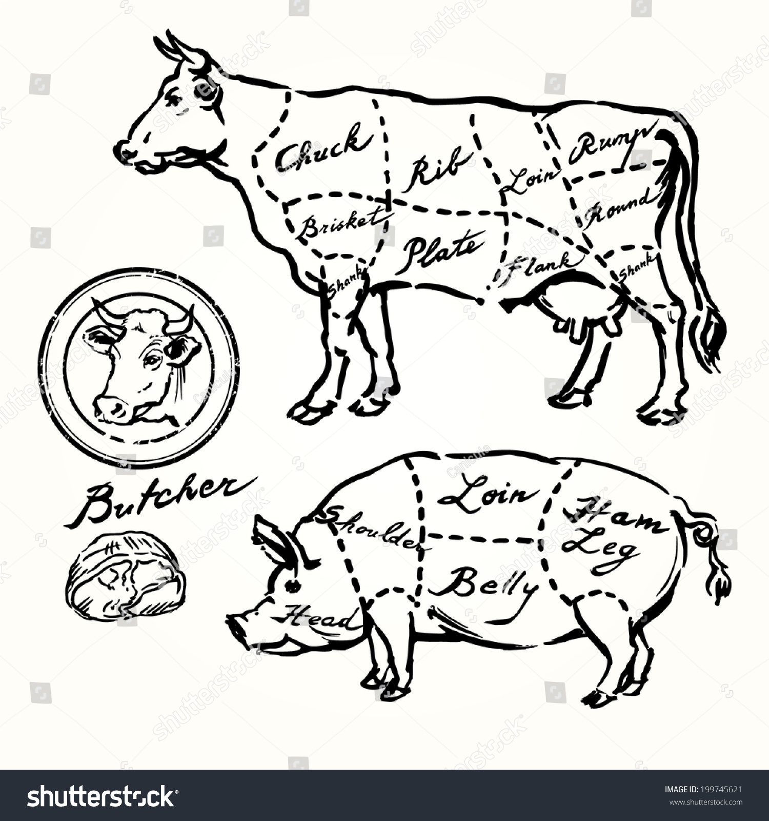 Pork And Beef Cuts Hand Drawn Set Stock Vector 199745621 Shutterstock