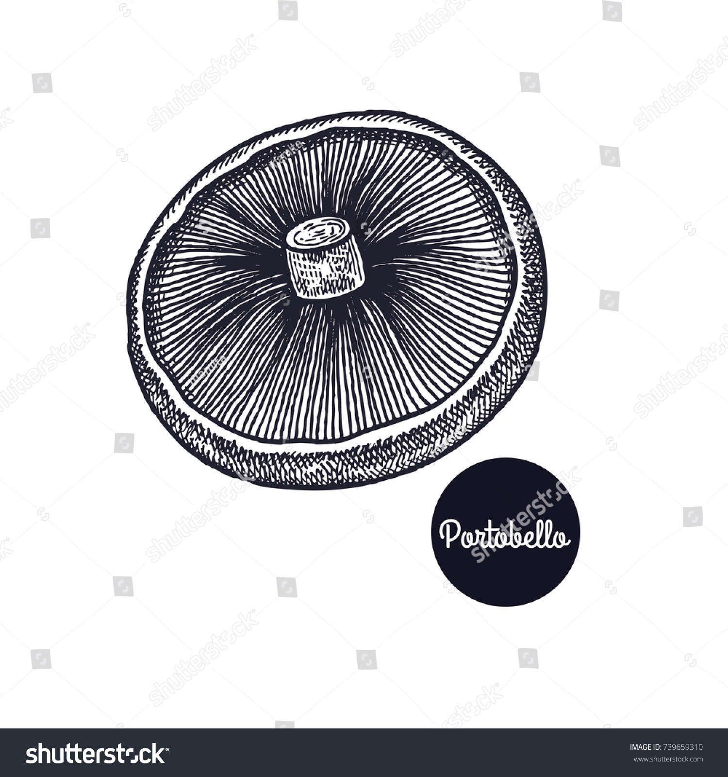 Portobello Mushroom Hand Drawing Style Vintage Stock Vector (royalty 