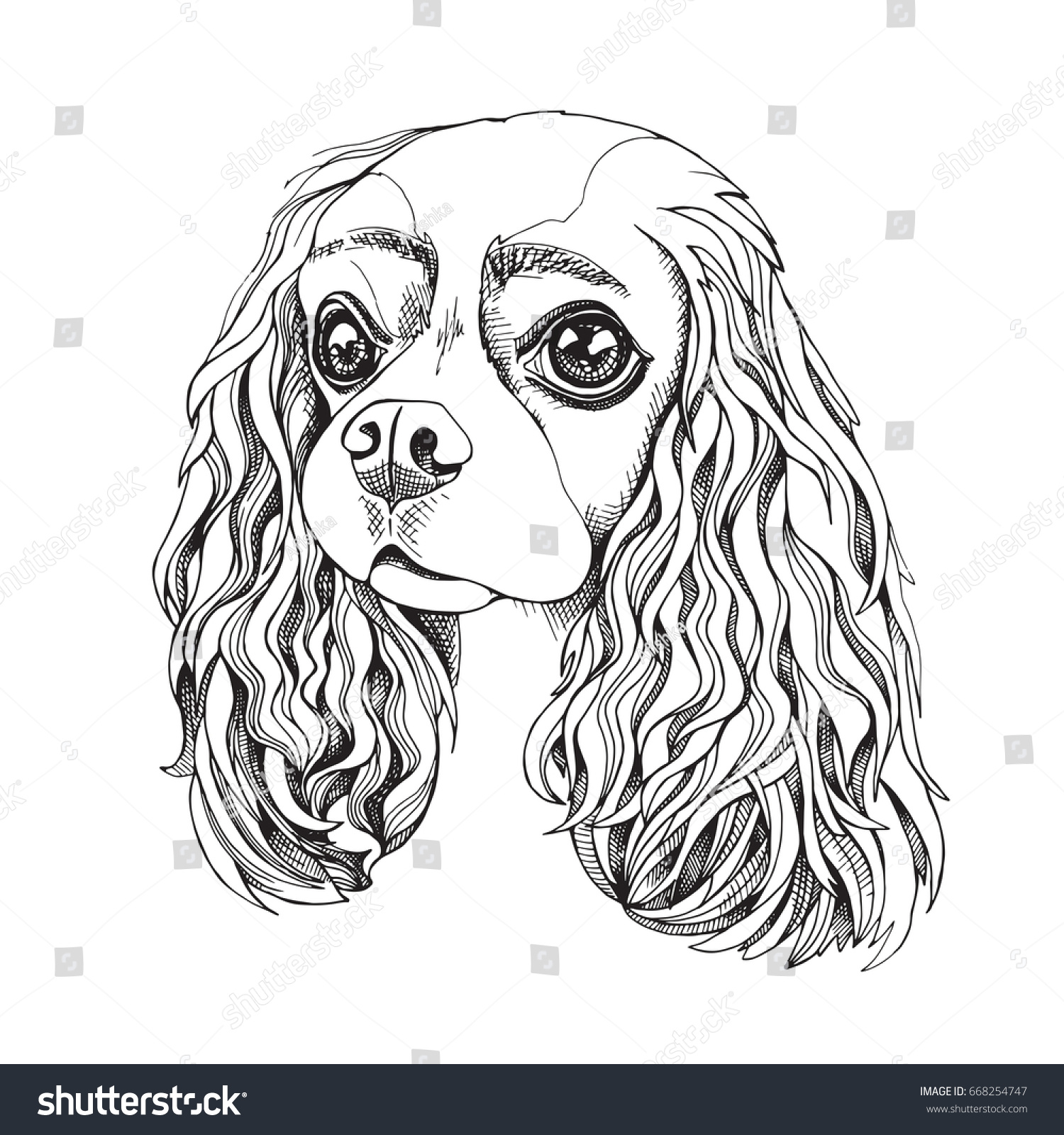 Portrait Cavalier King Charles Spaniel Vector Stock Vector