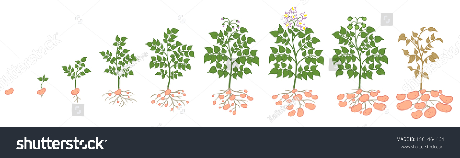 Potatoes Plant Growing Process Vegetables Plants Stock Vector (Royalty ...