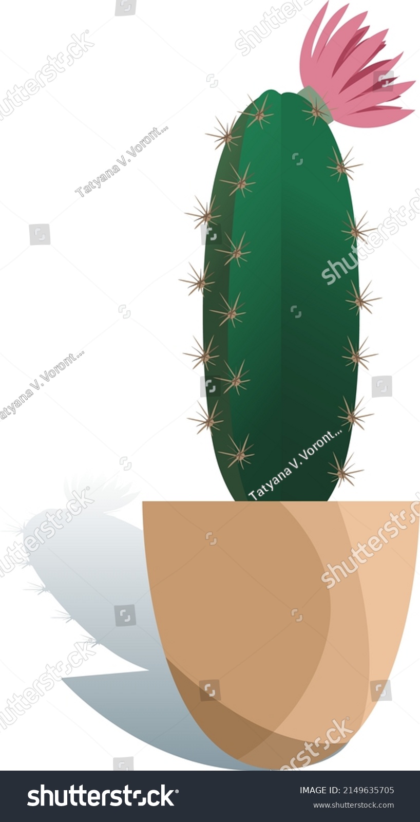 Potted Houseplant Echinopsis Vector Illustration Succulent Stock Vector ...