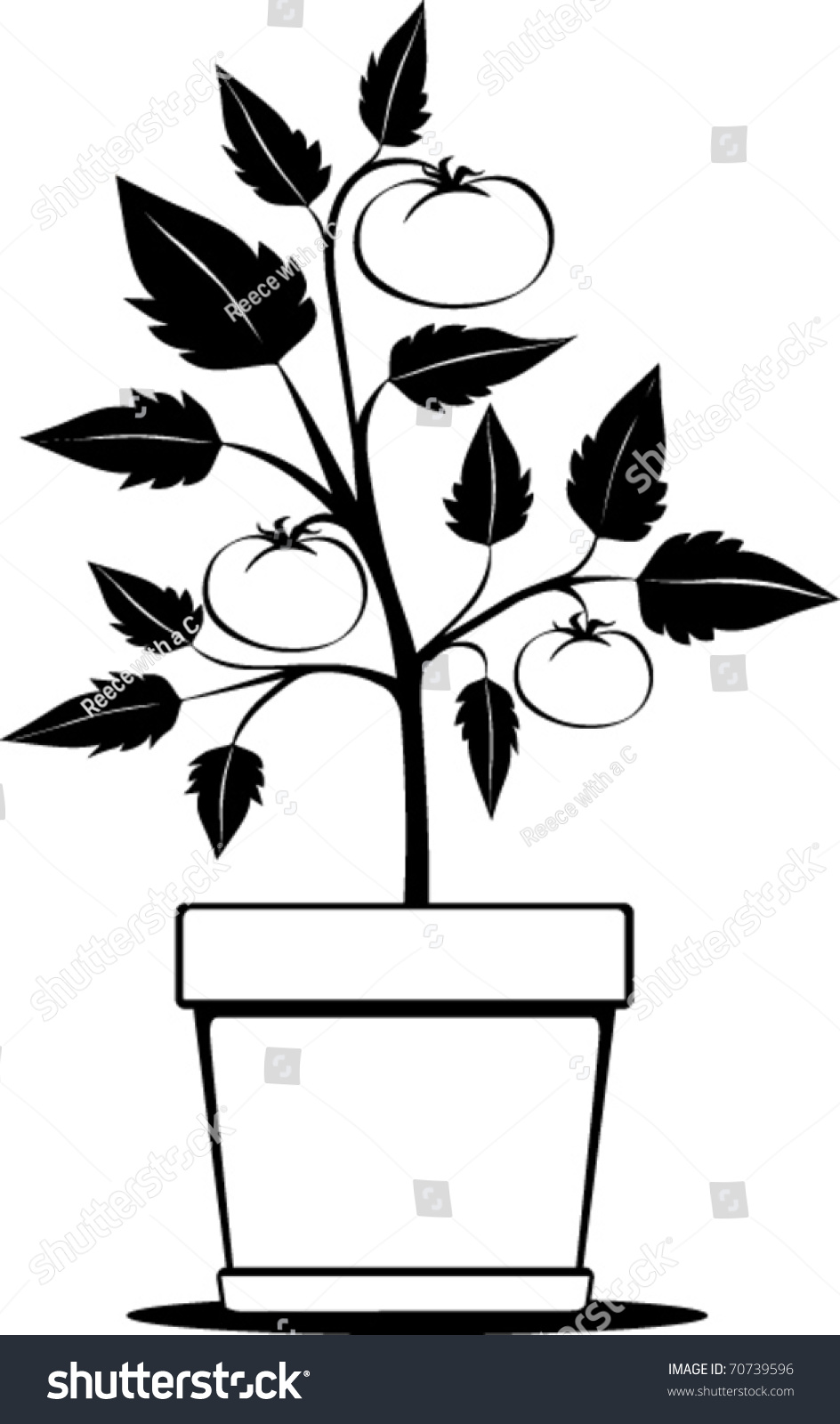 Potted Tomato Plant Stock Vector Royalty Free 70739596