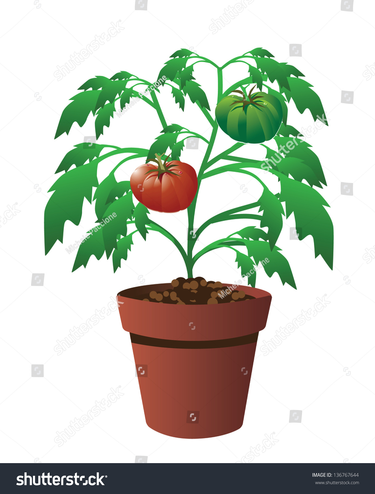 Potted Tomato Plant Eps 10 Vector Stock Vector 136767644 - Shutterstock