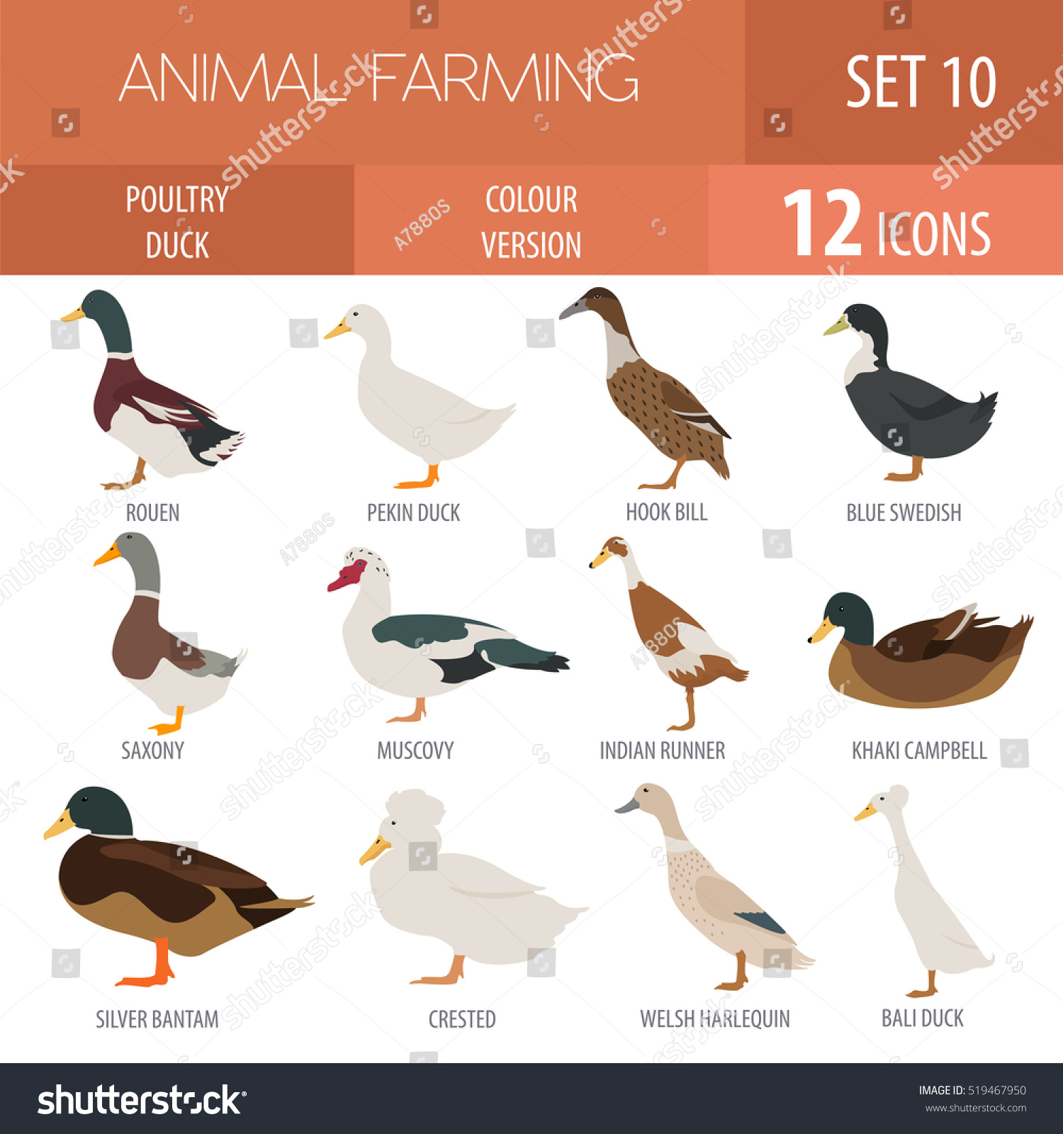 SVG of Poultry farm. Duck breeds isolated icon set. Flat design. Vector illustration svg