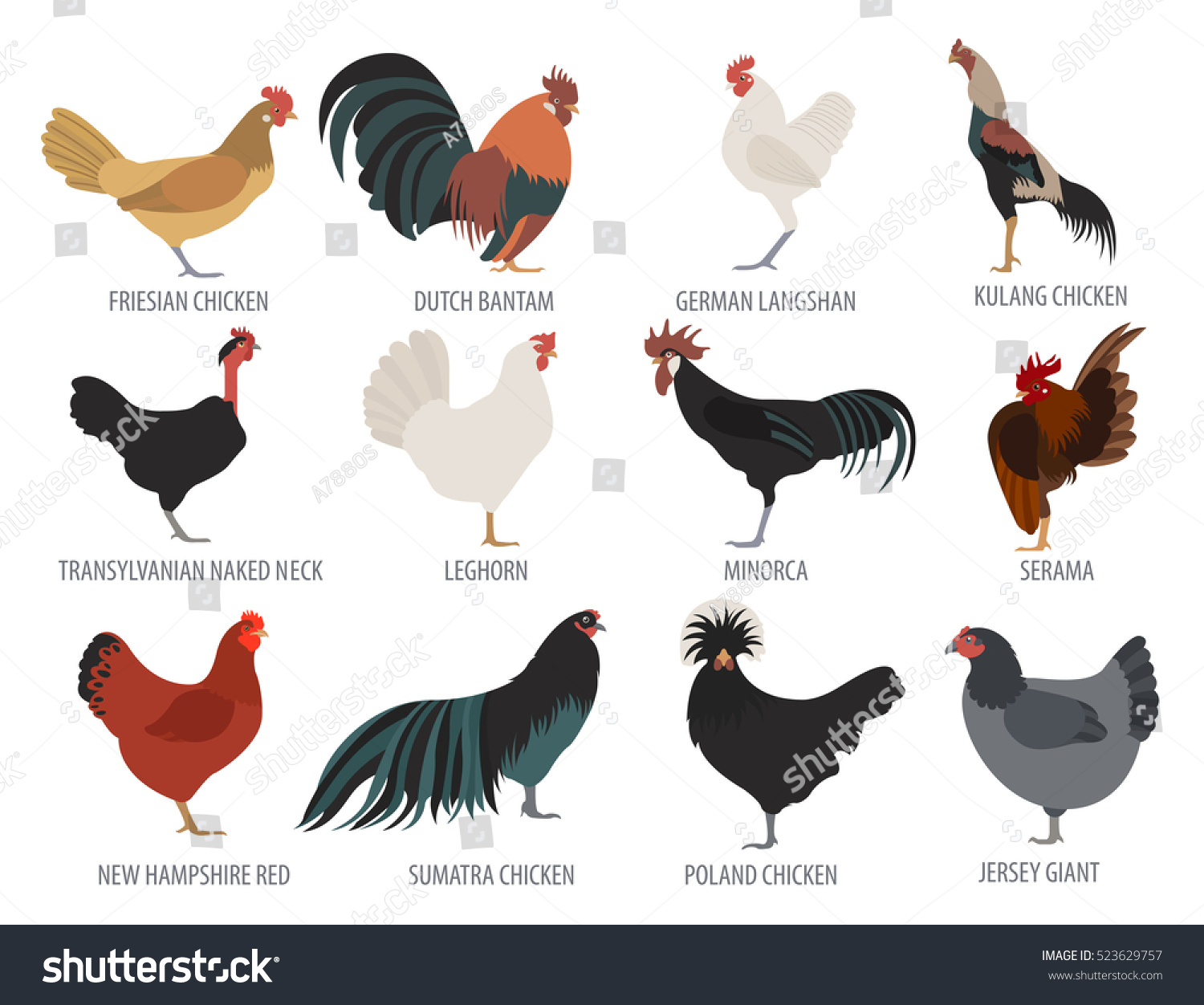 Poultry Farming Chicken Breeds Isolated Icon Stock Vector (Royalty Free ...