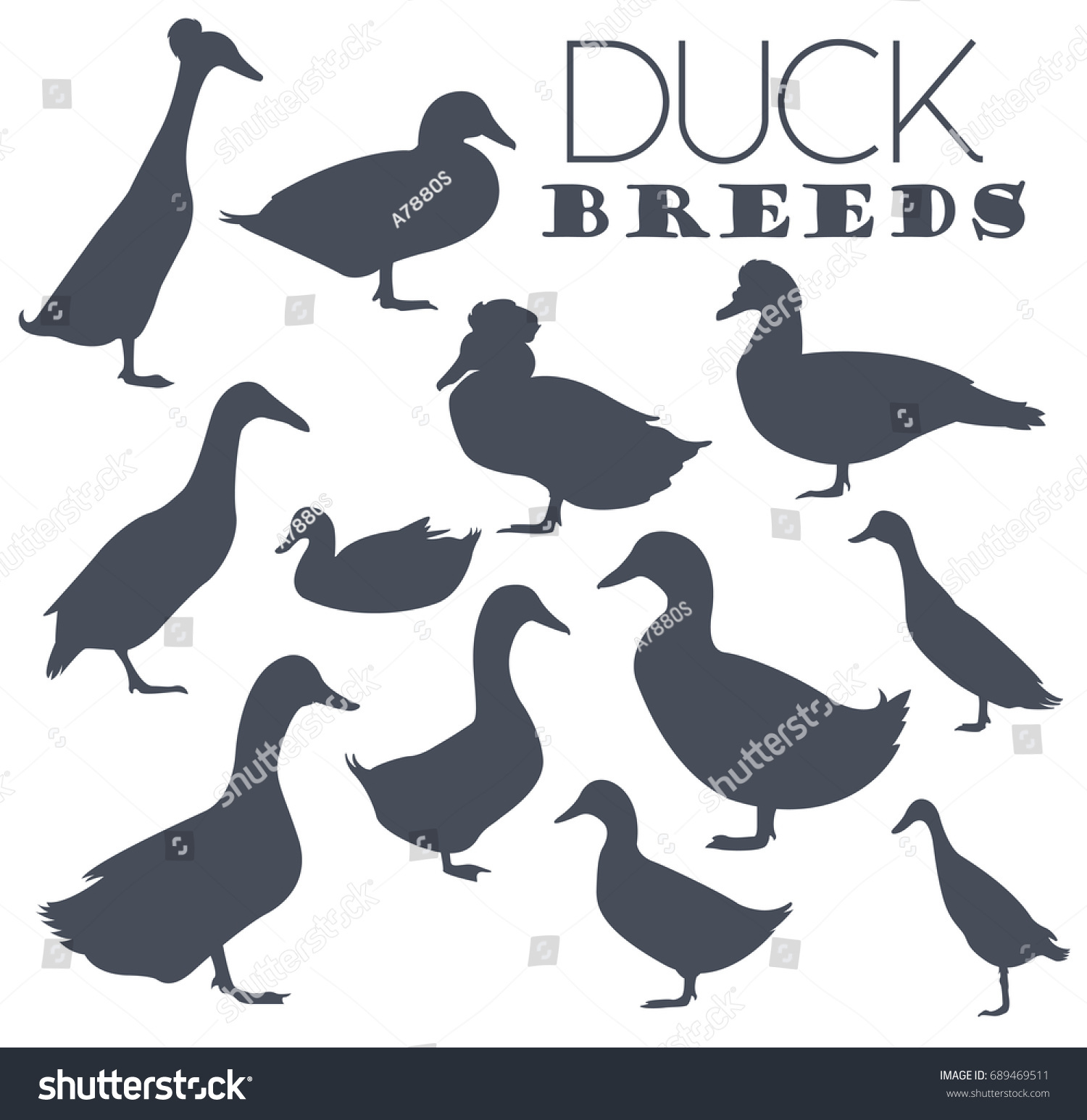 SVG of Poultry farming. Duck breeds icon set. Flat design. Vector illustration svg
