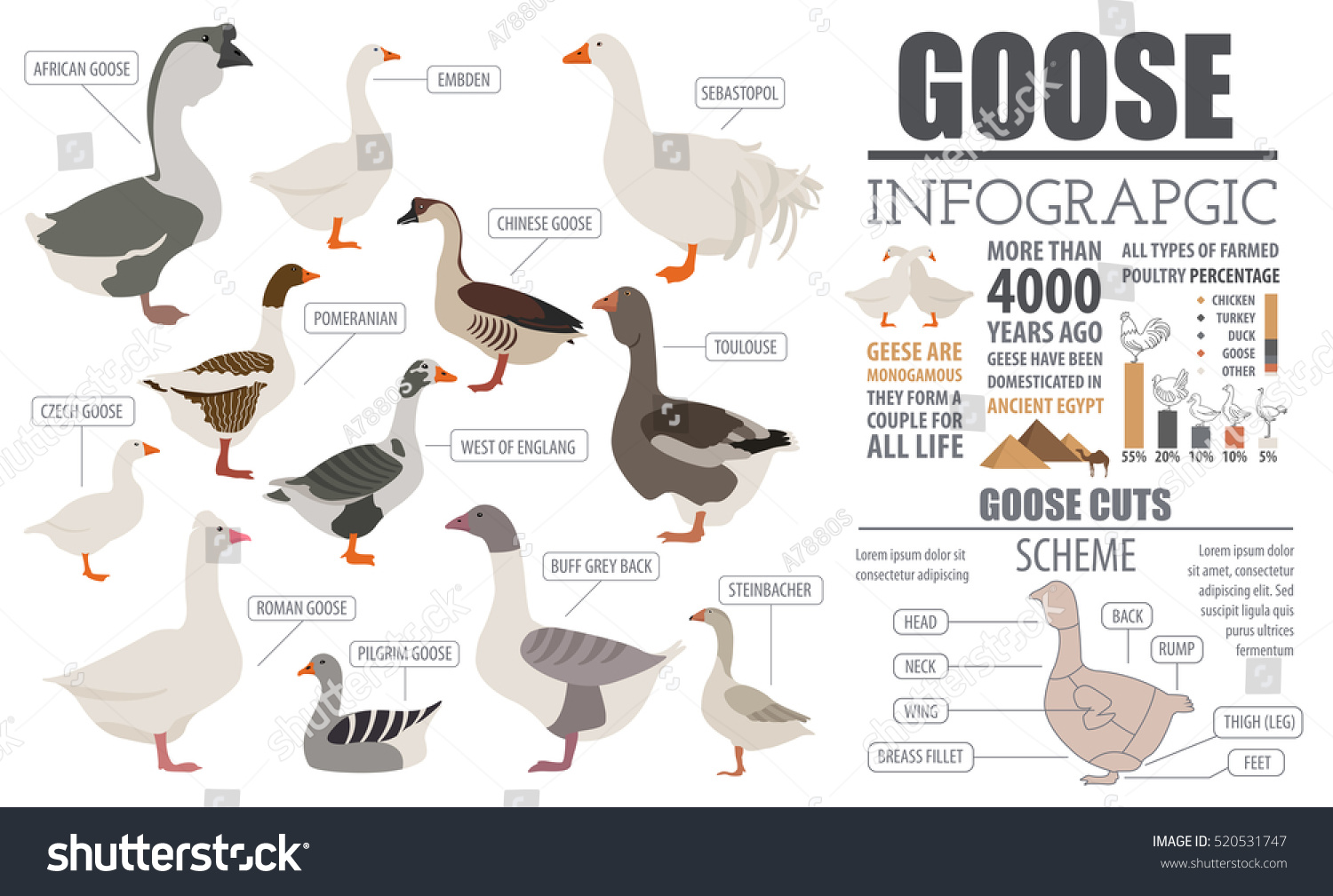 Goose Identification Chart