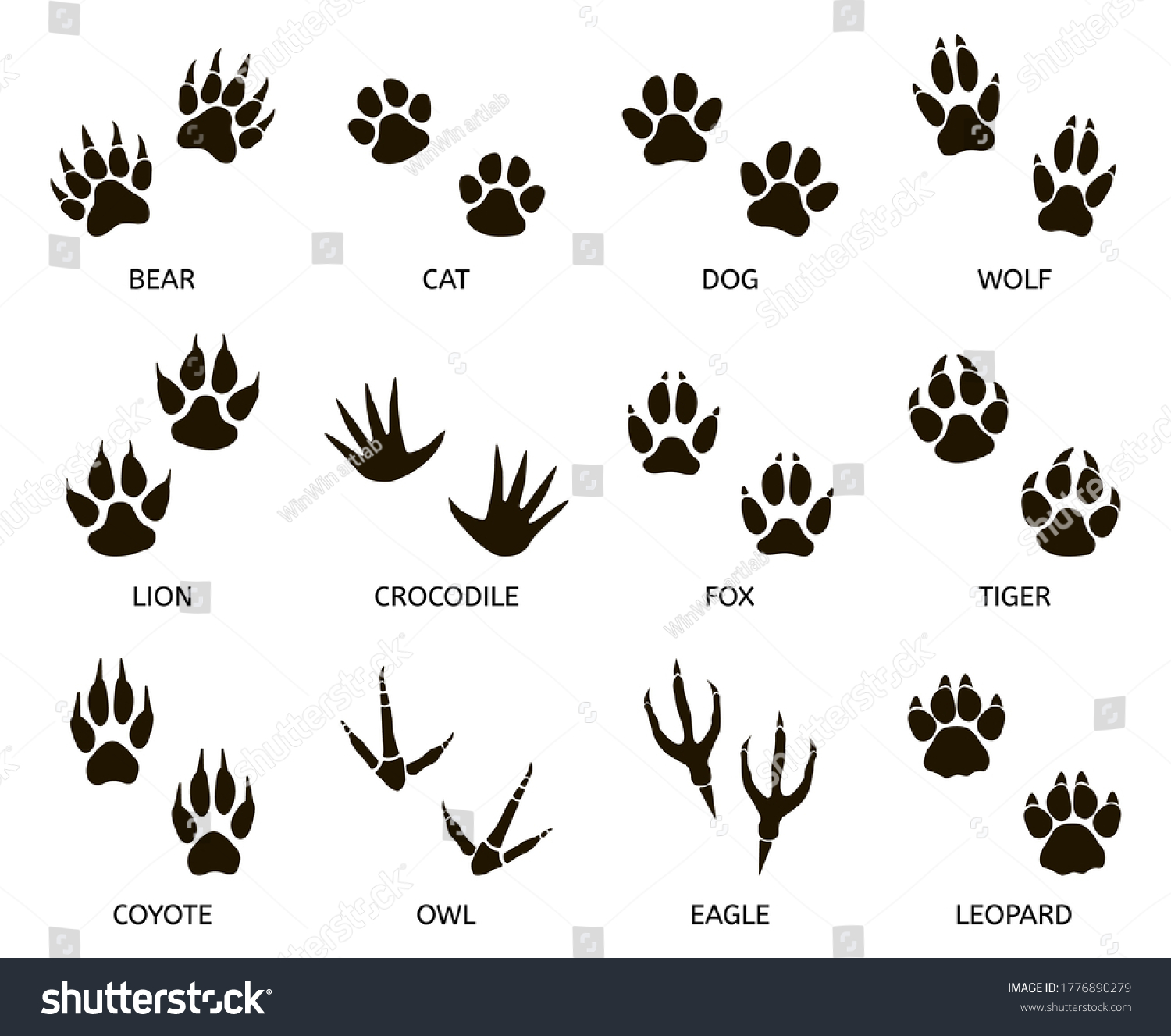 捕食者の足跡 野生動物の足跡 猫 熊 虎 狐 狼の足跡 捕食者の足跡シルエットイラストセット 哺乳類の足跡 動物の痕跡 捕食者の危険性 のイラスト素材 Shutterstock