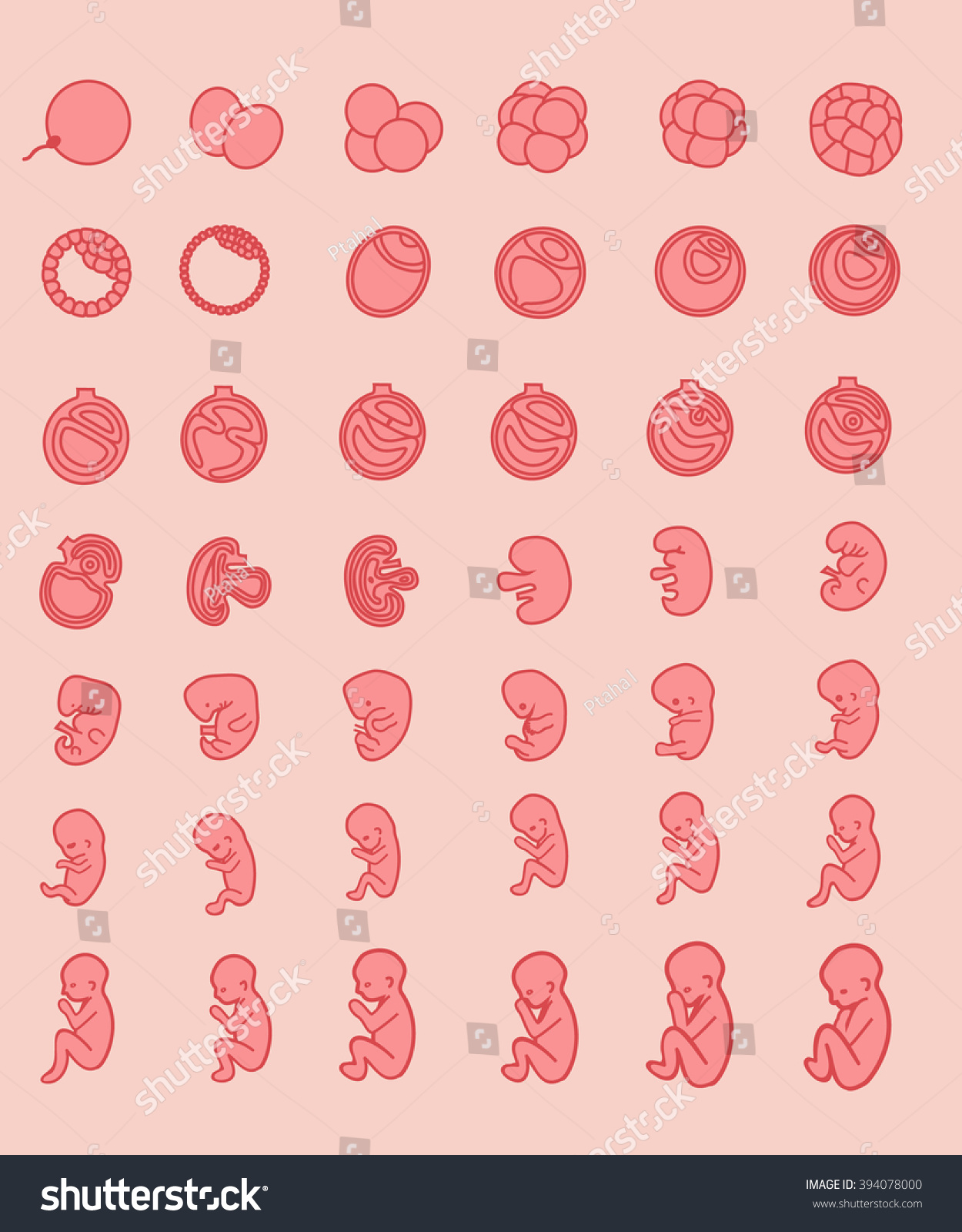 妊娠 受精から出産 胎児の発達 胚発生 胎児の大きさと形 誕生
