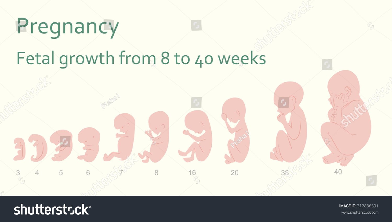 Pregnancy Fetal Growth 8 40 Weeks Stock Vector 312886691 ...