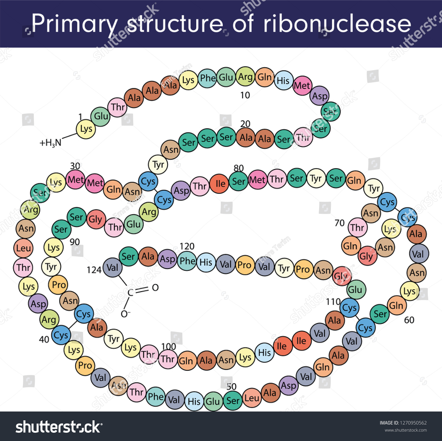 Ribonuclease Images, Stock Photos & Vectors | Shutterstock