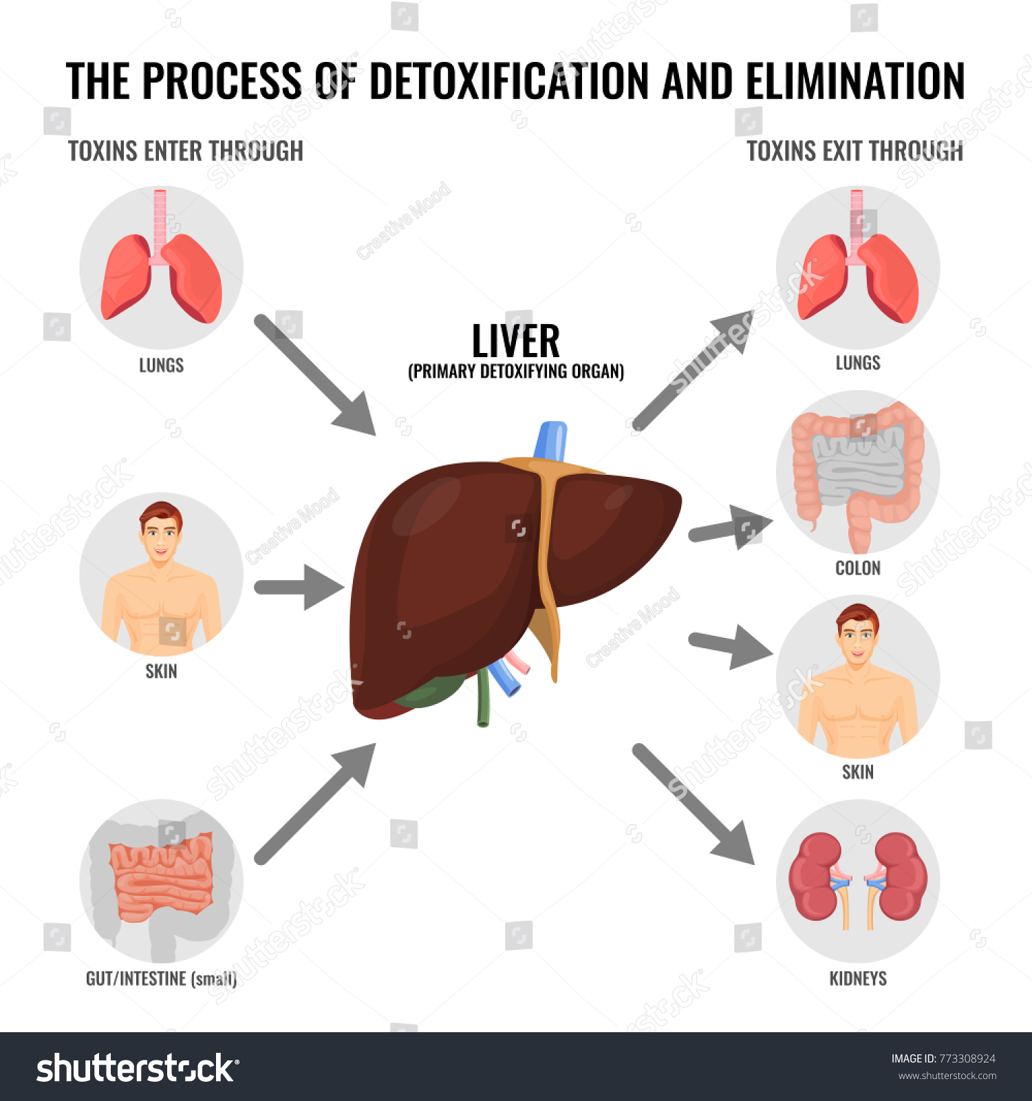 SVG of Process of detoxification and elimination cartoon medical poster svg