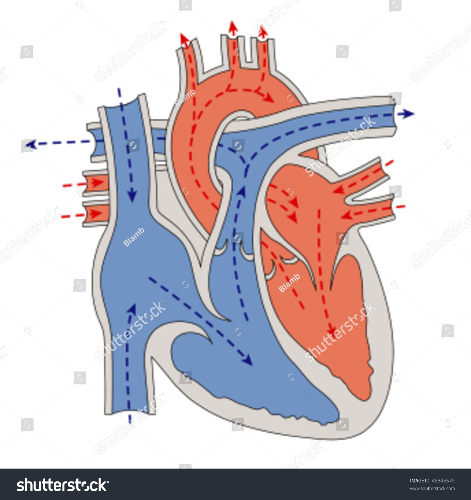 Progress Blood Through Heart Stock Vector (Royalty Free) 46345579