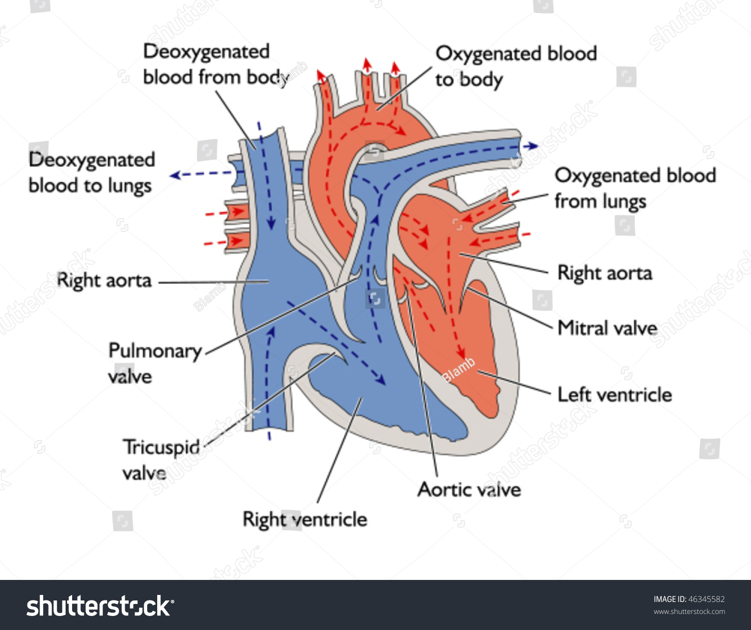 Progress Blood Through Heart Labeled Stock Vector 46345582 - Shutterstock