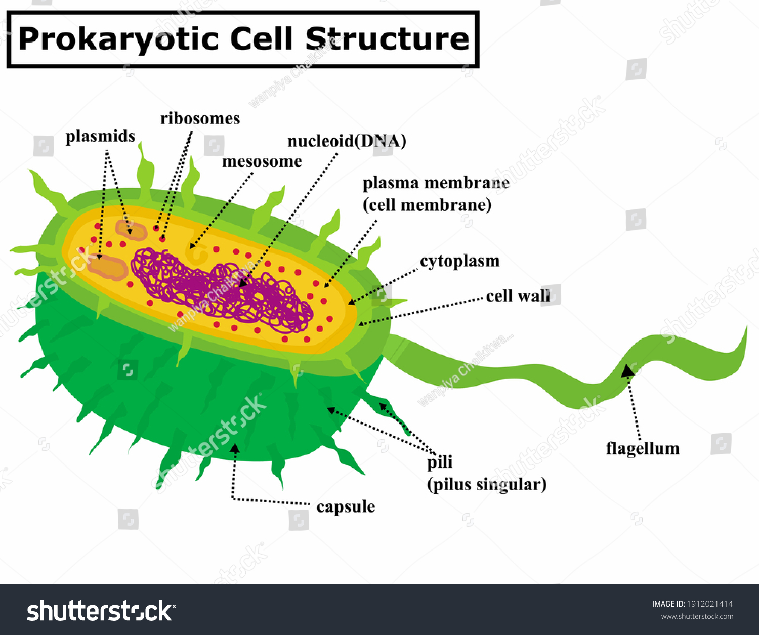 Prokaryotic Cell Structure Diagram Bacterial Anatomya Stockvector Rechtenvrij 1912021414 2211