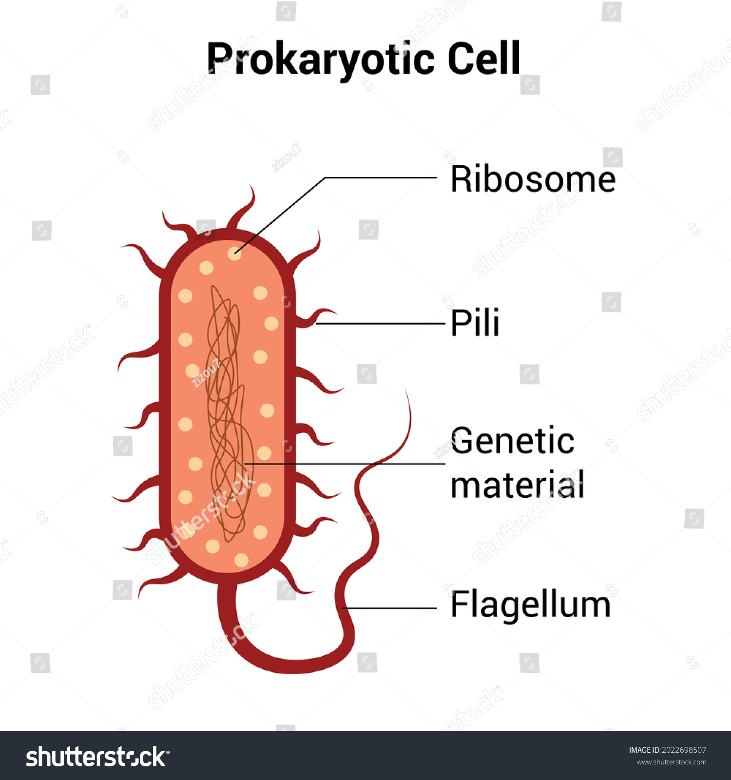 Prokaryotic Cell Structure Diagram Vector Stock Vector Royalty Free 2022698507 Shutterstock 4729
