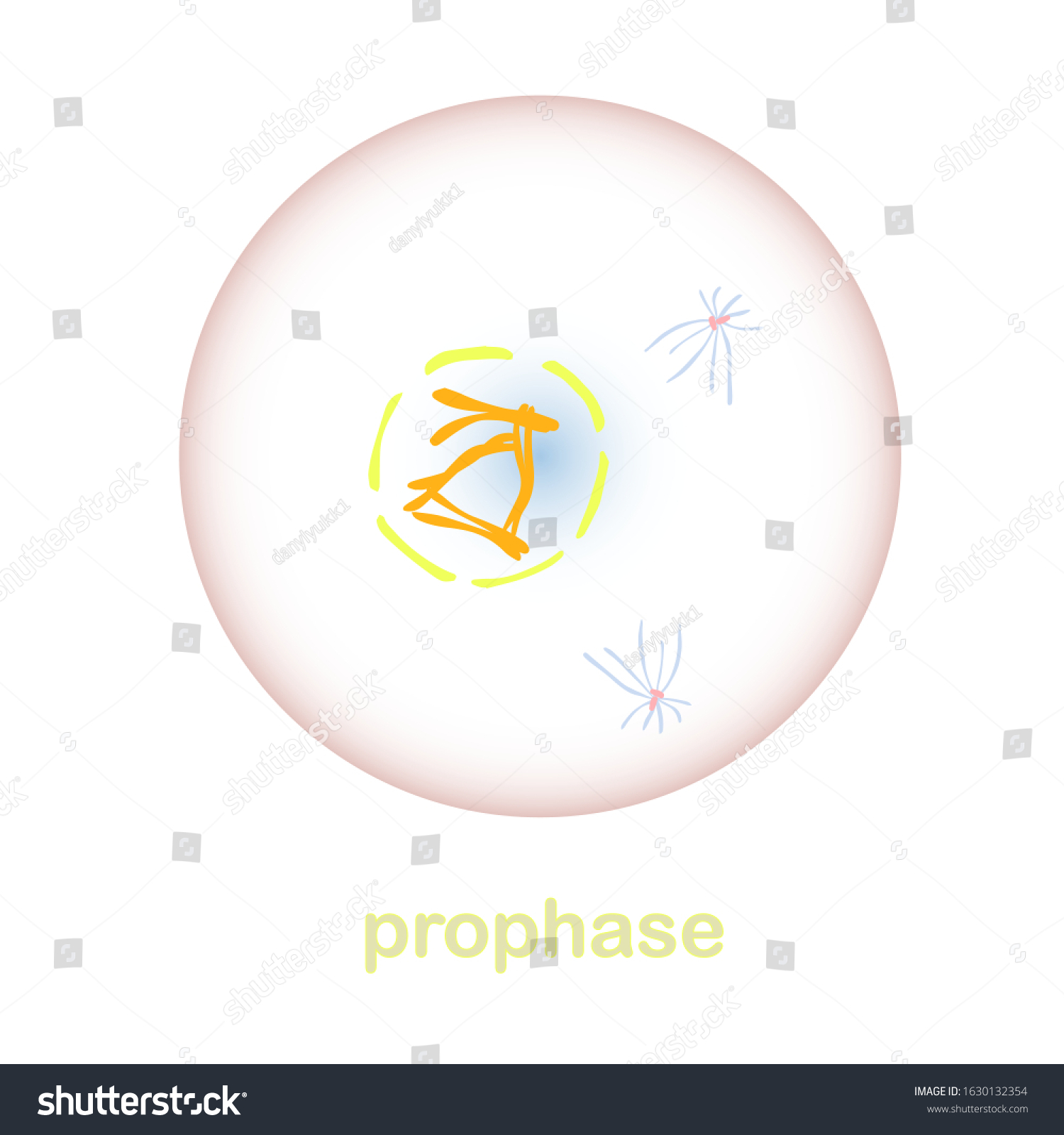 Prophase Part Mitosis Cell Cycle Scheme Stock Vector (Royalty Free ...