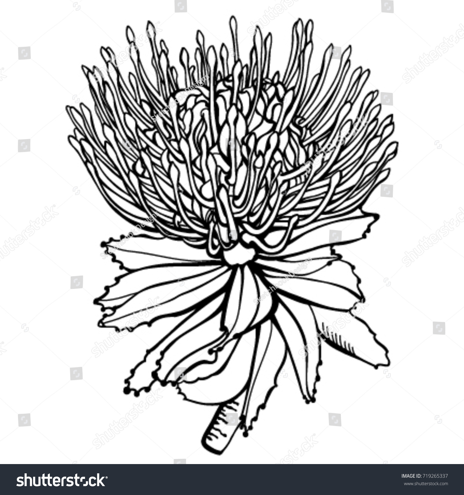 Protea Flower Black White Handdrawn Vector Stock Vector (Royalty Free ...