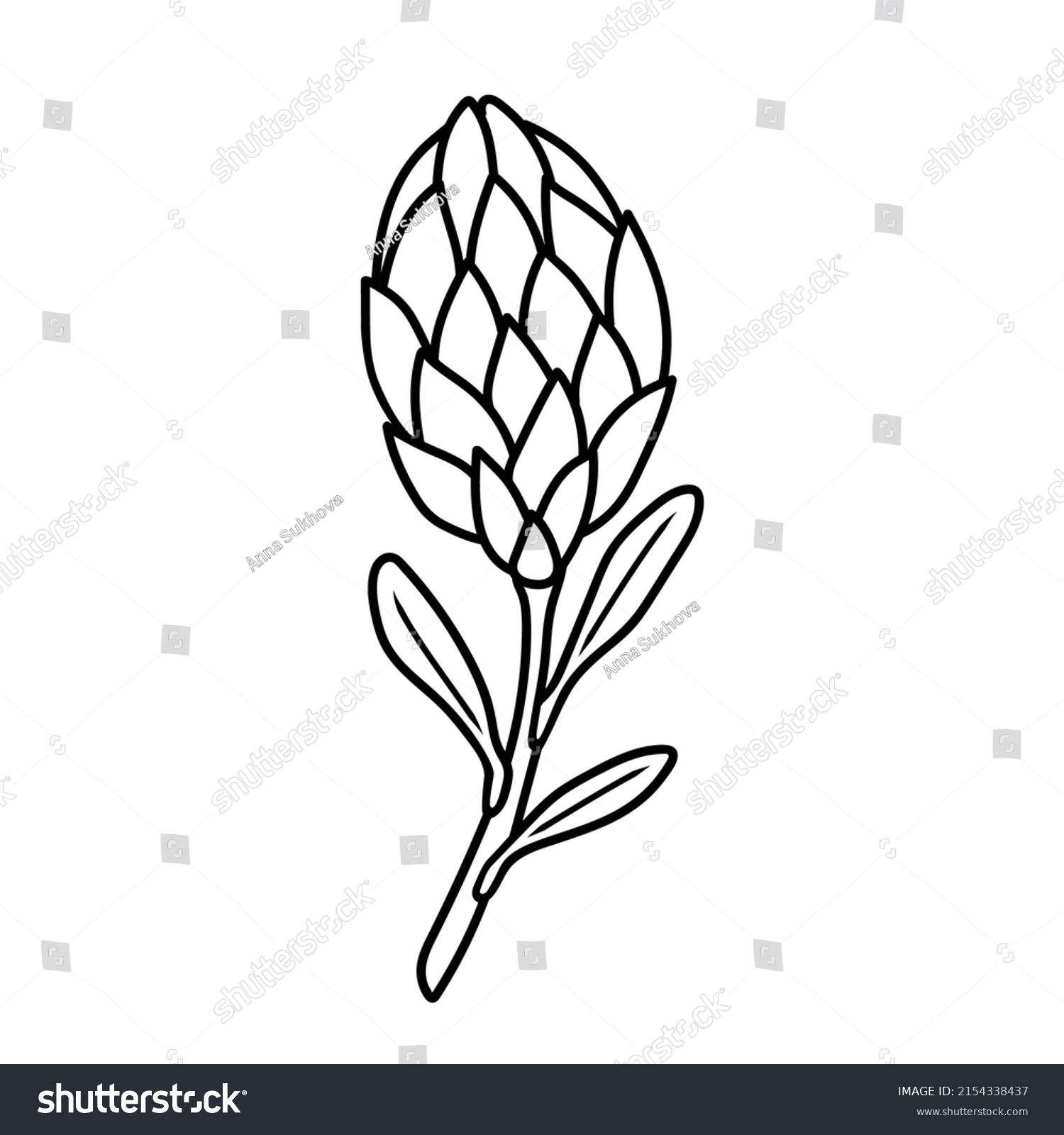 Protea Flower Doodle Style Contour Illustration Stock Vector (Royalty ...