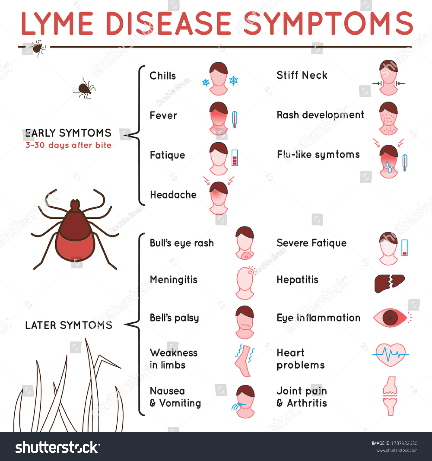 1,535 Lyme disease Stock Vectors, Images & Vector Art | Shutterstock