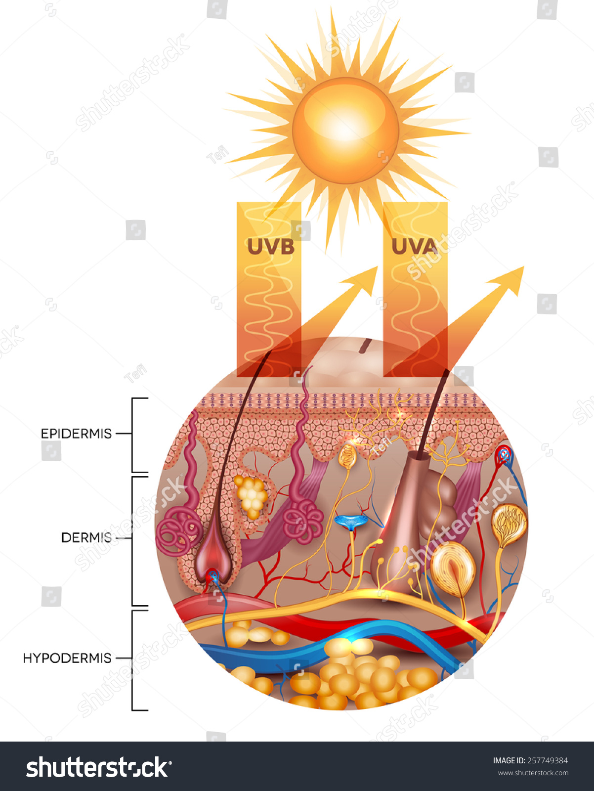 Protected Skin With Sunscreen Lotion, Uvb And Uva Rays Can Not ...