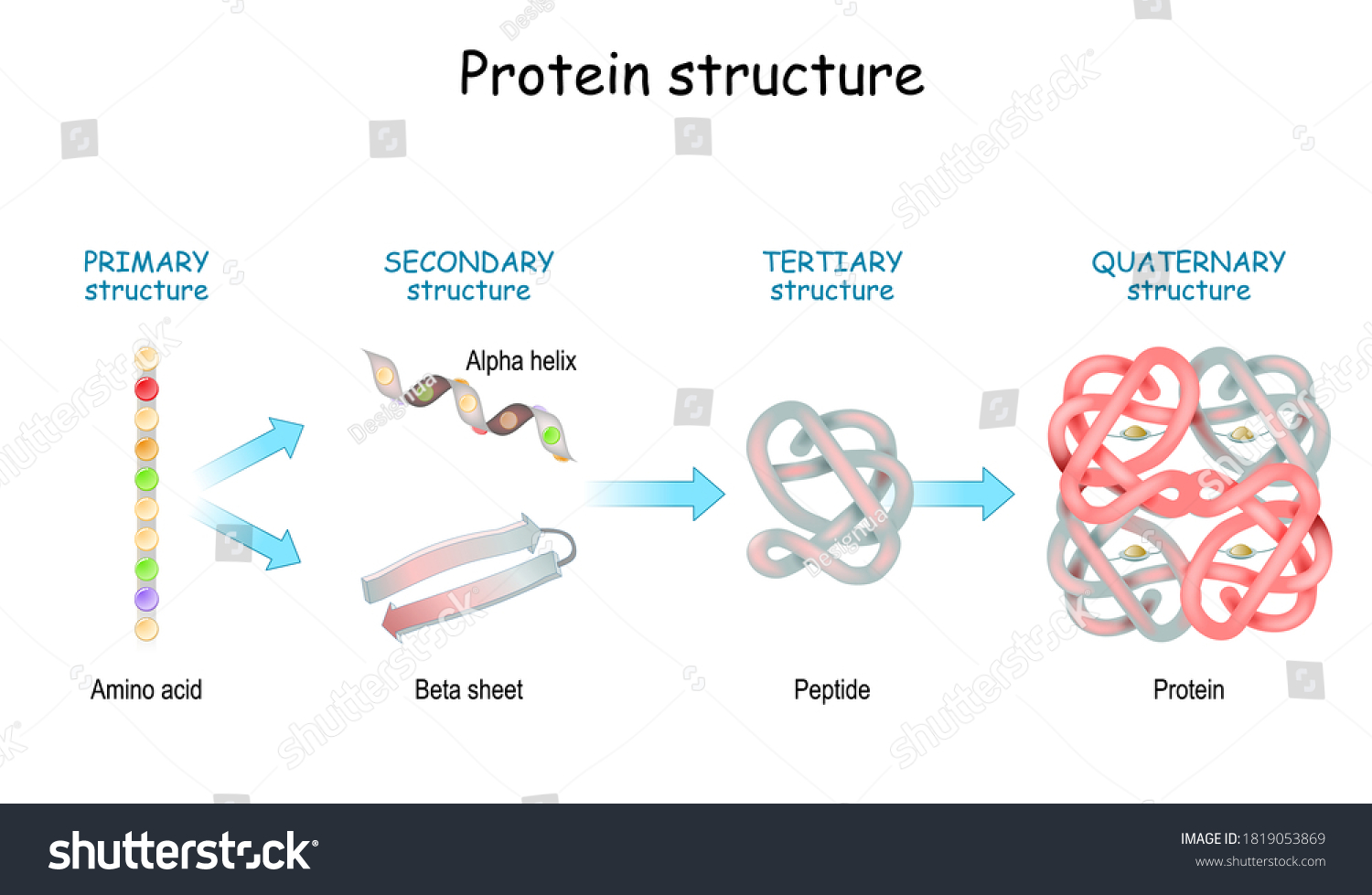 Proteinstruktur: Primär-, Sekundär-, Tertiär- Und Quaternär.: Stock ...