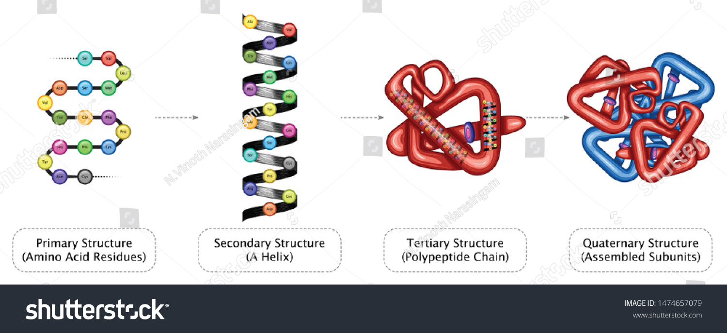 Protein Structure Primary Secondary Tertiary Quaternary庫存向量圖（免版稅）1474657079 8194