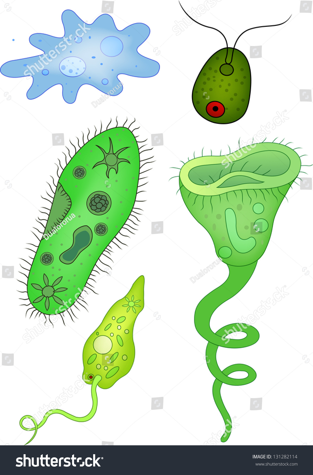 Protozoa Collection Stock Vector Illustration 131282114 : Shutterstock