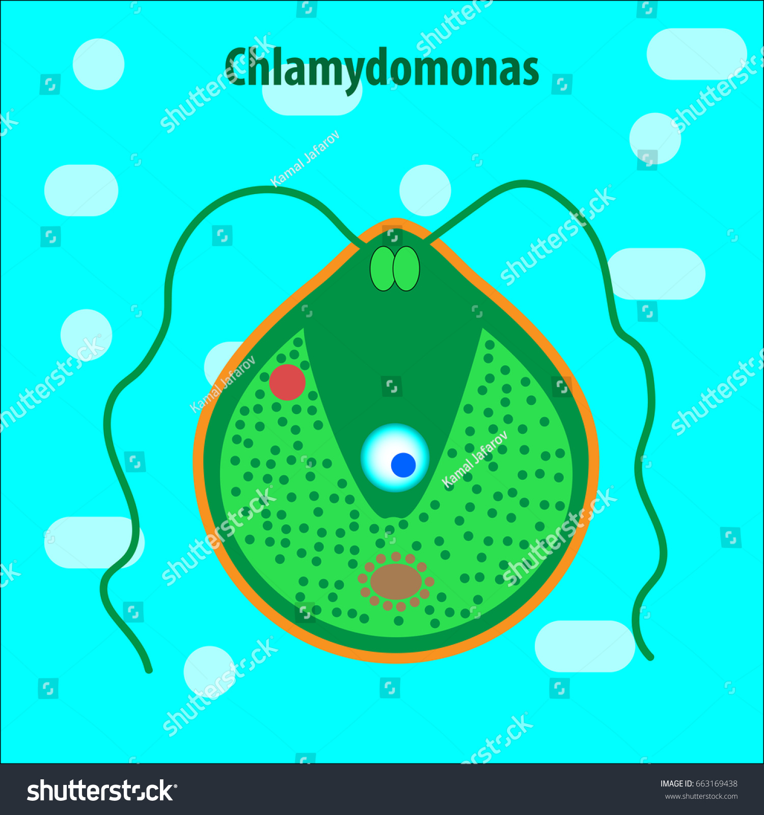 Protozoa Unicellular Organisms Stock Vector 663169438 Shutterstock