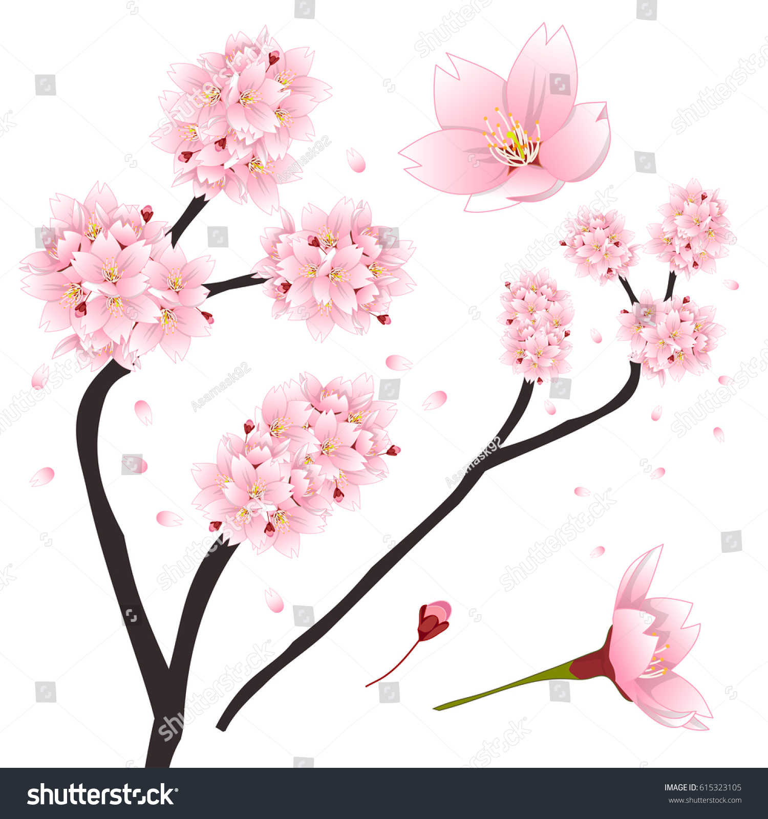 Prunus Serrulata Pink Cherry Blossom Sakura Stock Vector (Royalty Free ...