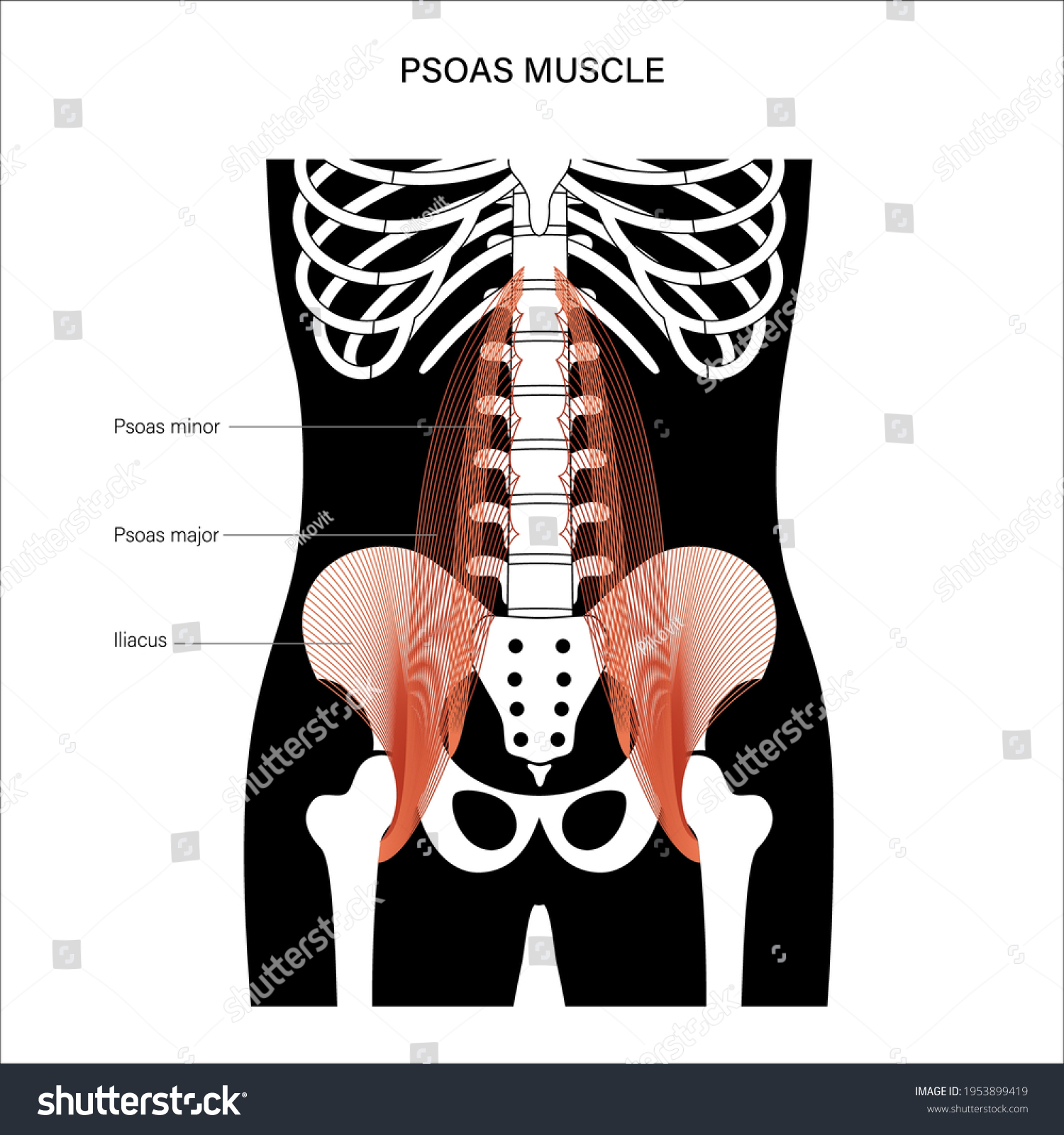 Psoas Muscle Iliacus Concept Structure Human Stock Vector (Royalty Free ...