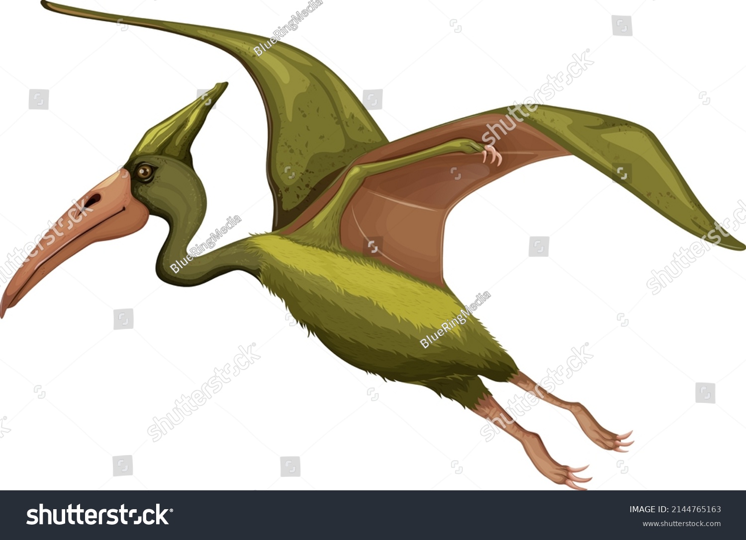 Pteranodon Dinosaur On White Background Illustration Stock Vector