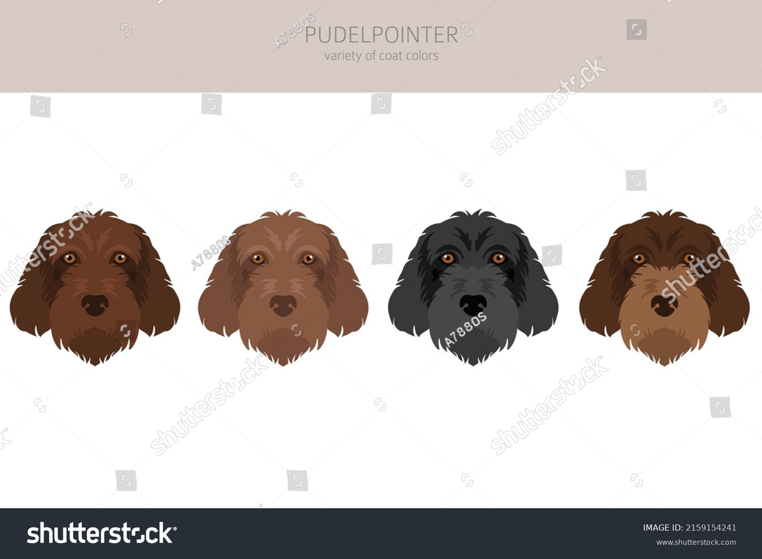 Pudelpointer Clipart Different Poses Coat Colors Stock Vector (Royalty ...
