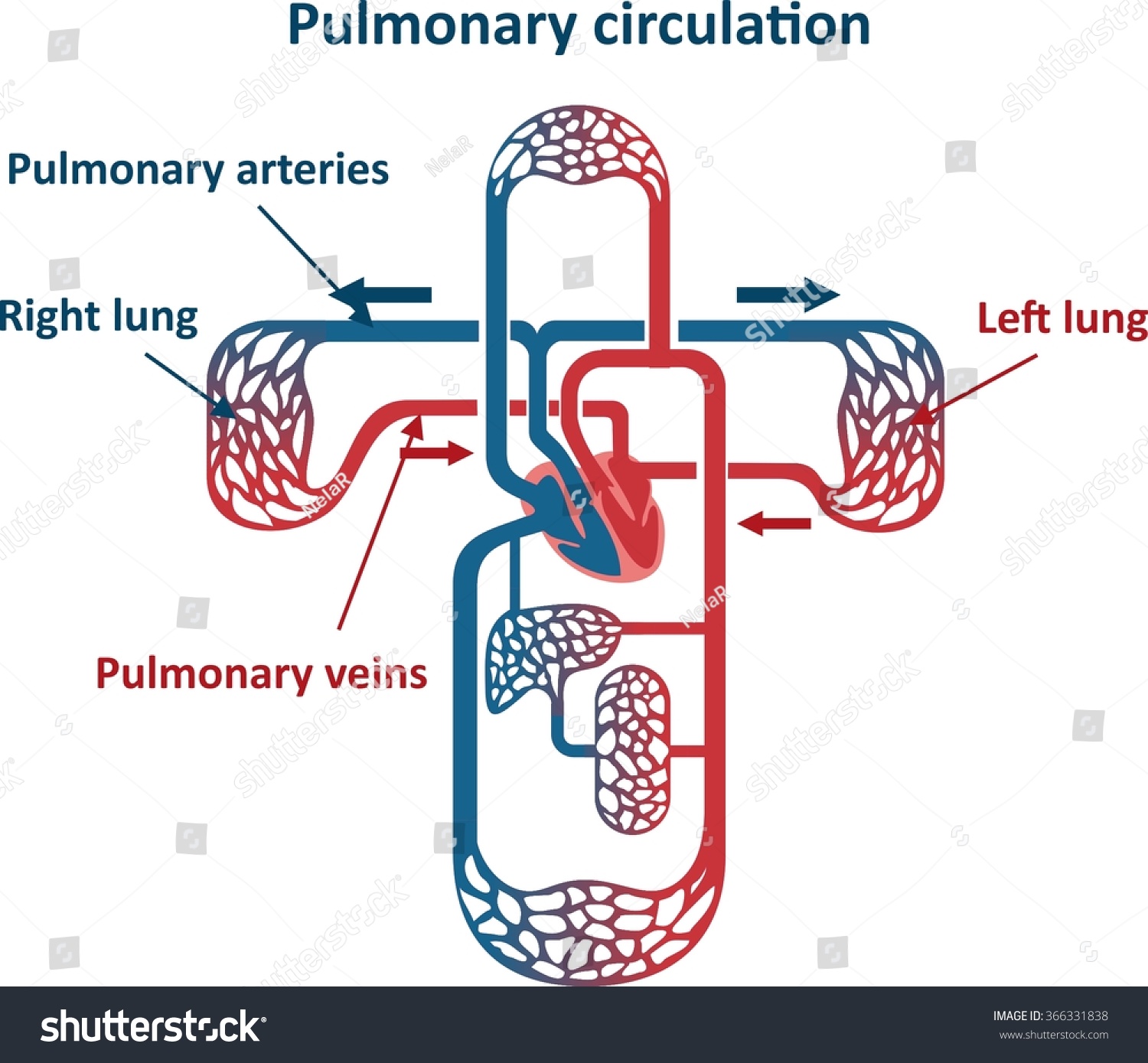 Pulmonary Circulation Stock Vector (Royalty Free) 366331838 - Shutterstock