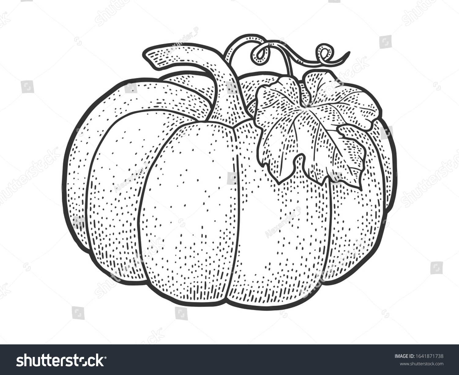 Pumpkin Fruit Sketch Engraving Vector Illustration Stock Vector ...