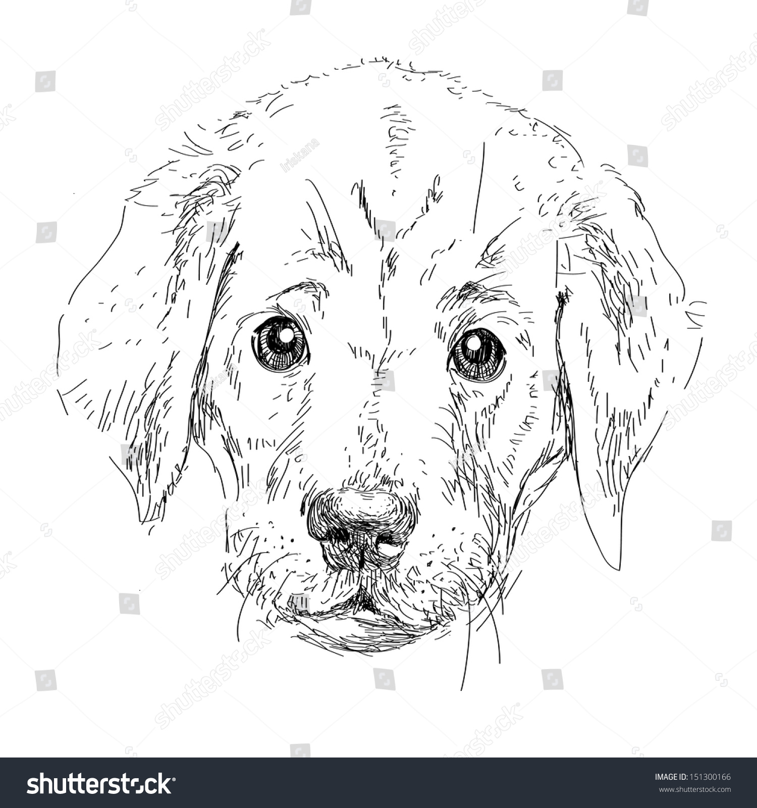 Puppy Labrador Head Isolated In Vector - 151300166 : Shutterstock