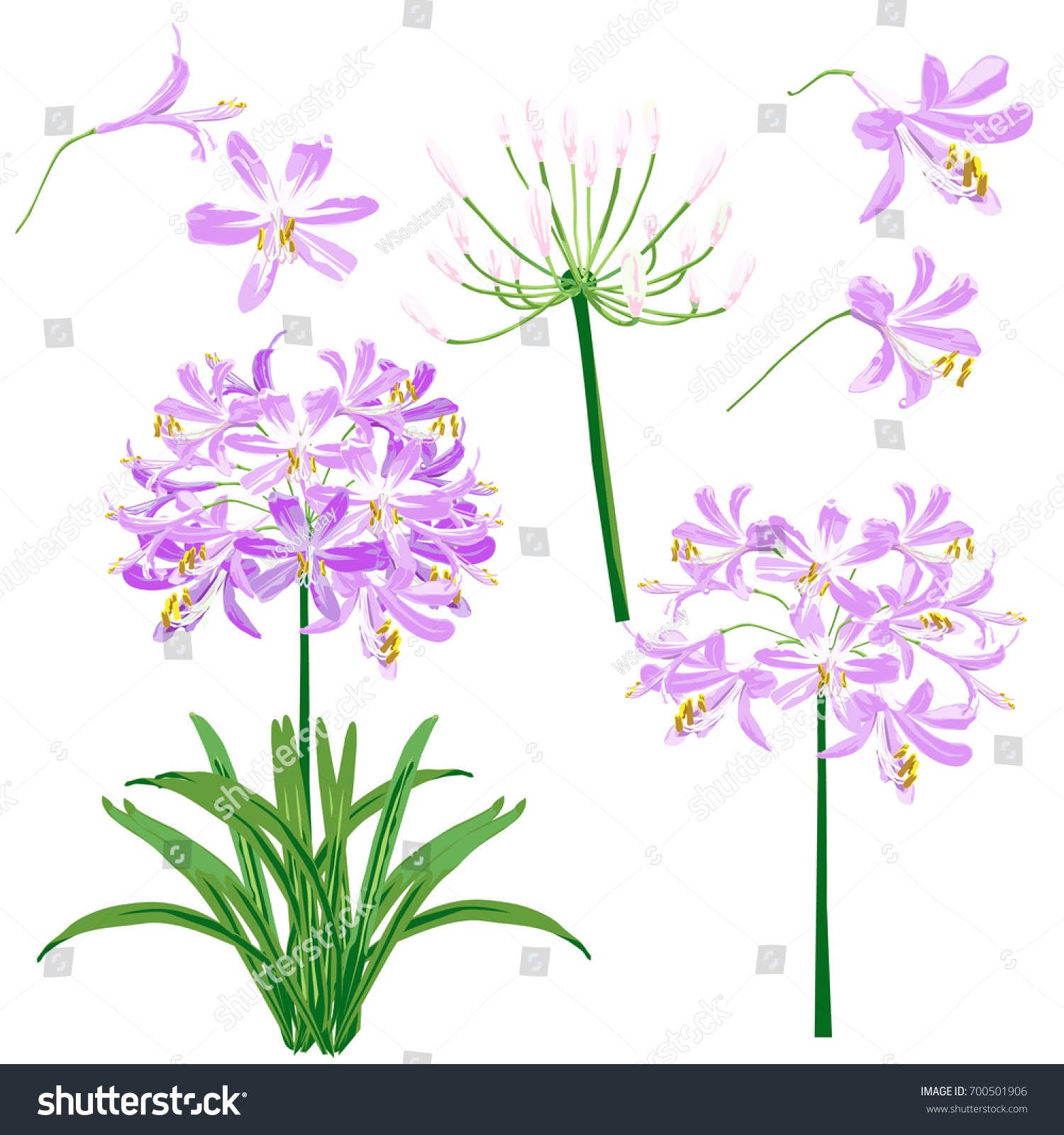 SVG of Purple agapanthus flower spring) for object. The flower is vector design with four blossom, three bouquet of agapanthus flower and leaf.  svg