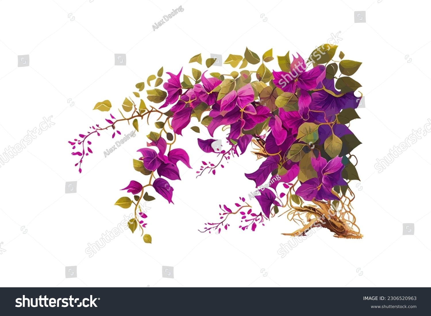 SVG of Purple Bougainvillea tropical flower bush climbing. Vector illustration desing. svg