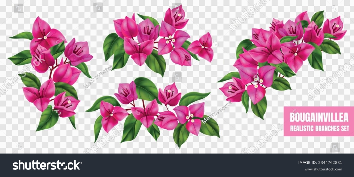 SVG of Purple flowering bougainvillea branches realistic set isolated at transparent background vector illustration svg