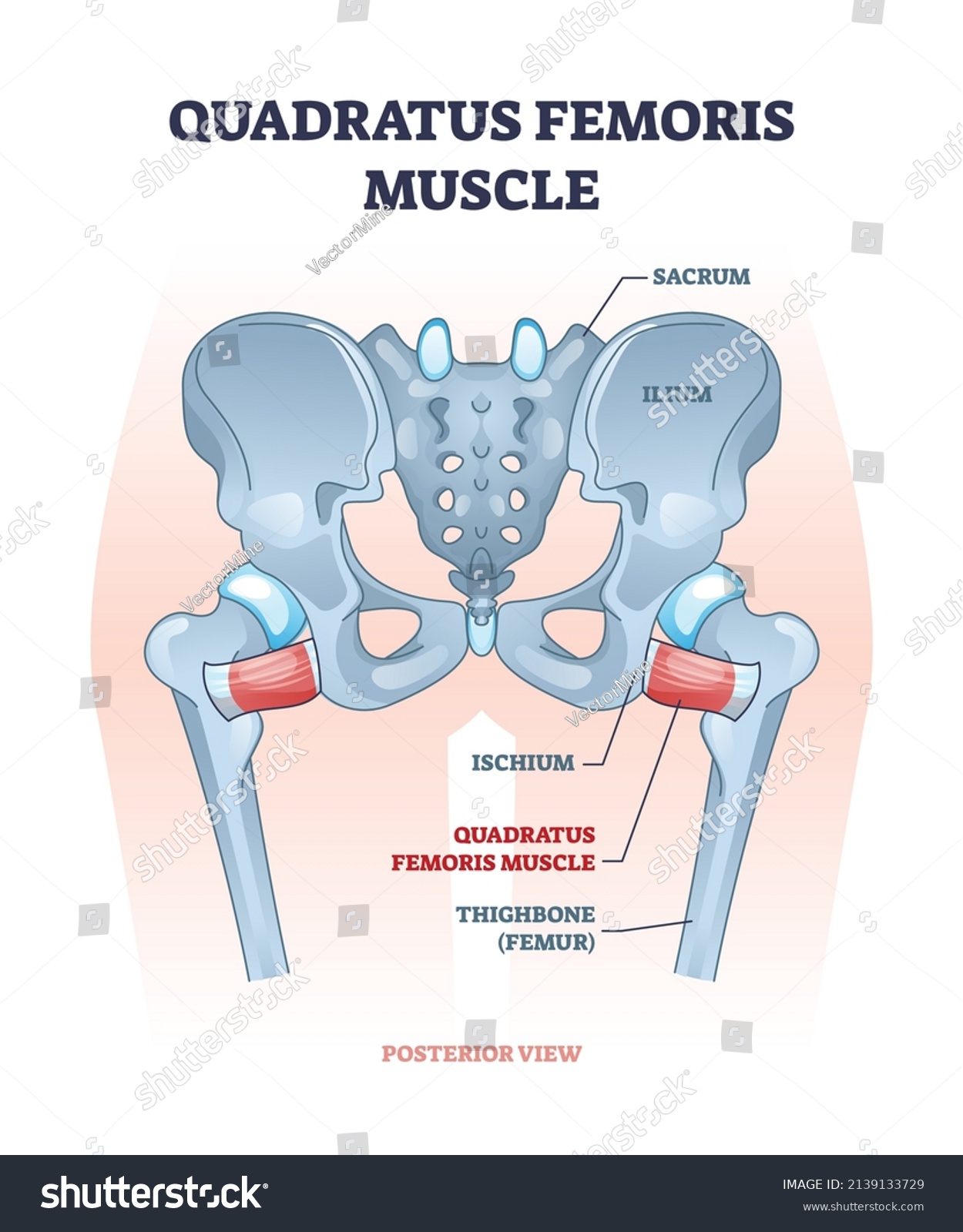 Quadratus Femoris Muscle Hip Groin Rotator Stock Vector (Royalty Free ...