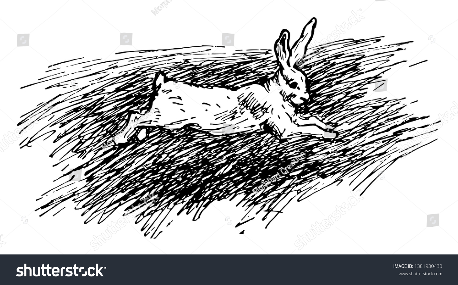 female of rabbit is called