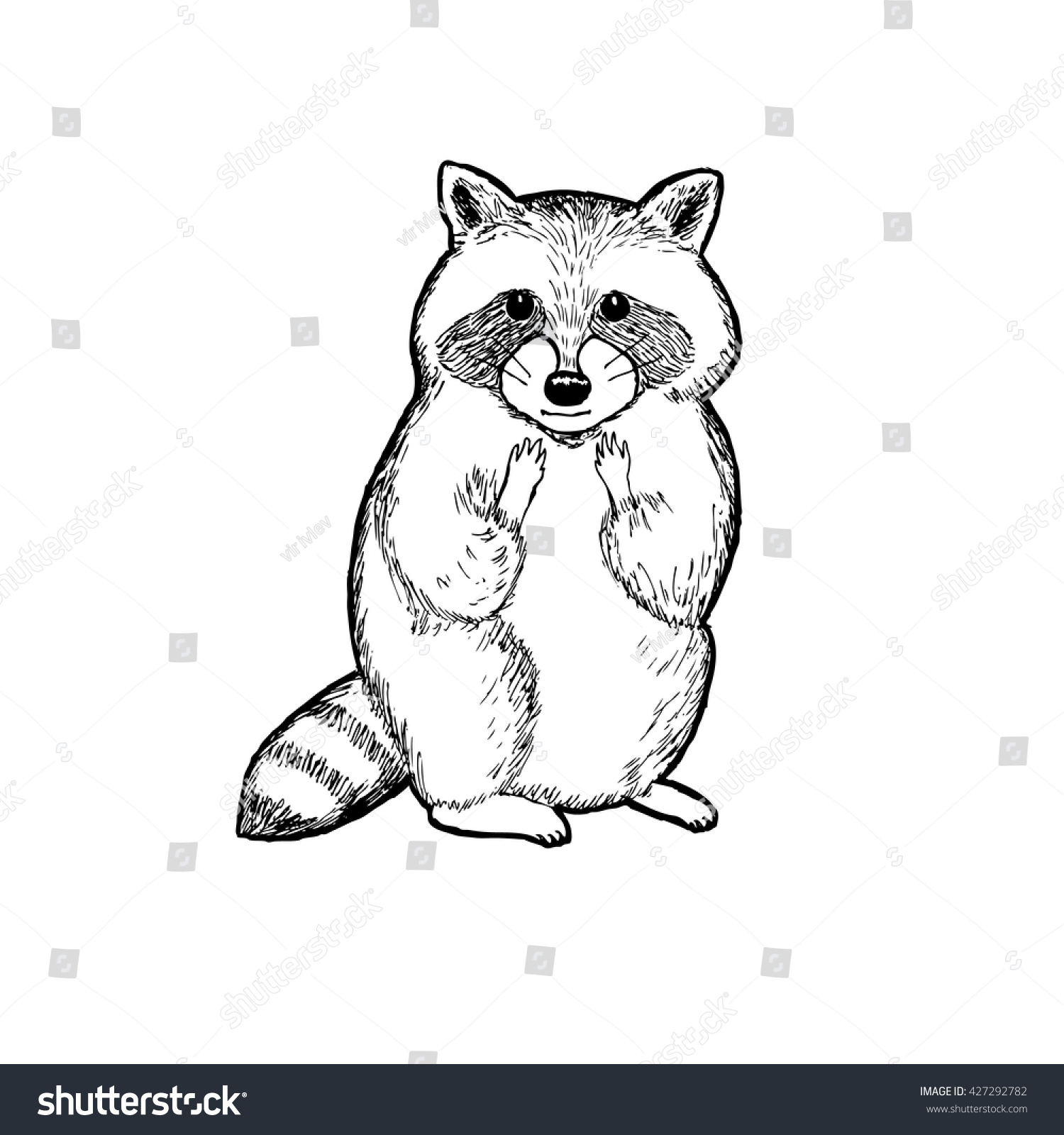 Raccoon Drawing Outline